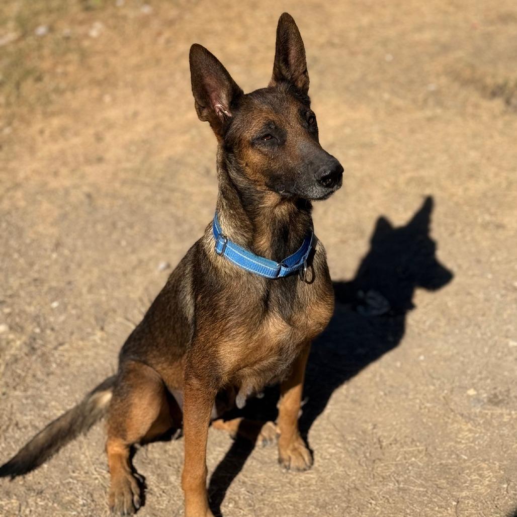 Enlarge Arina LLD, an adopted mixed breed in St Charles, MO image 5/5