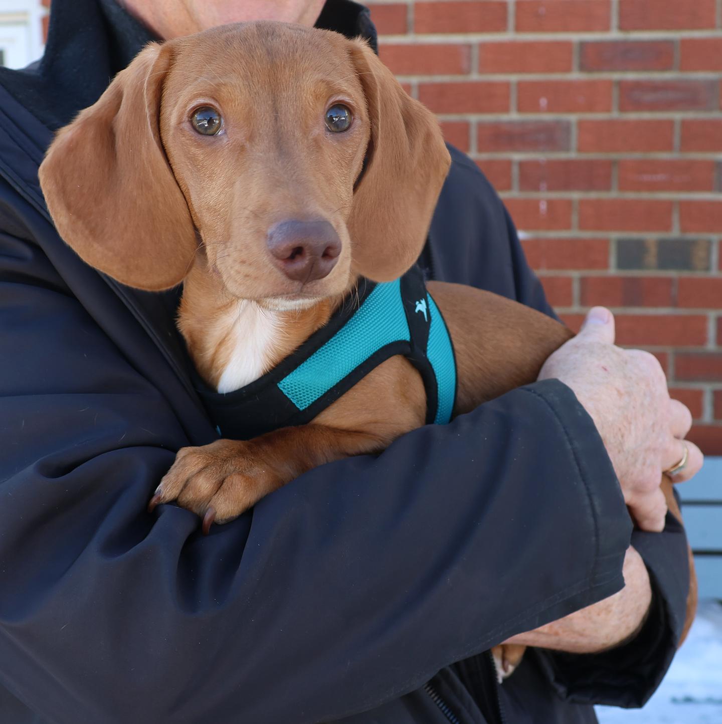 Spencer, an adopted Miniature Dachshund in Harrison, NY image 2/3
