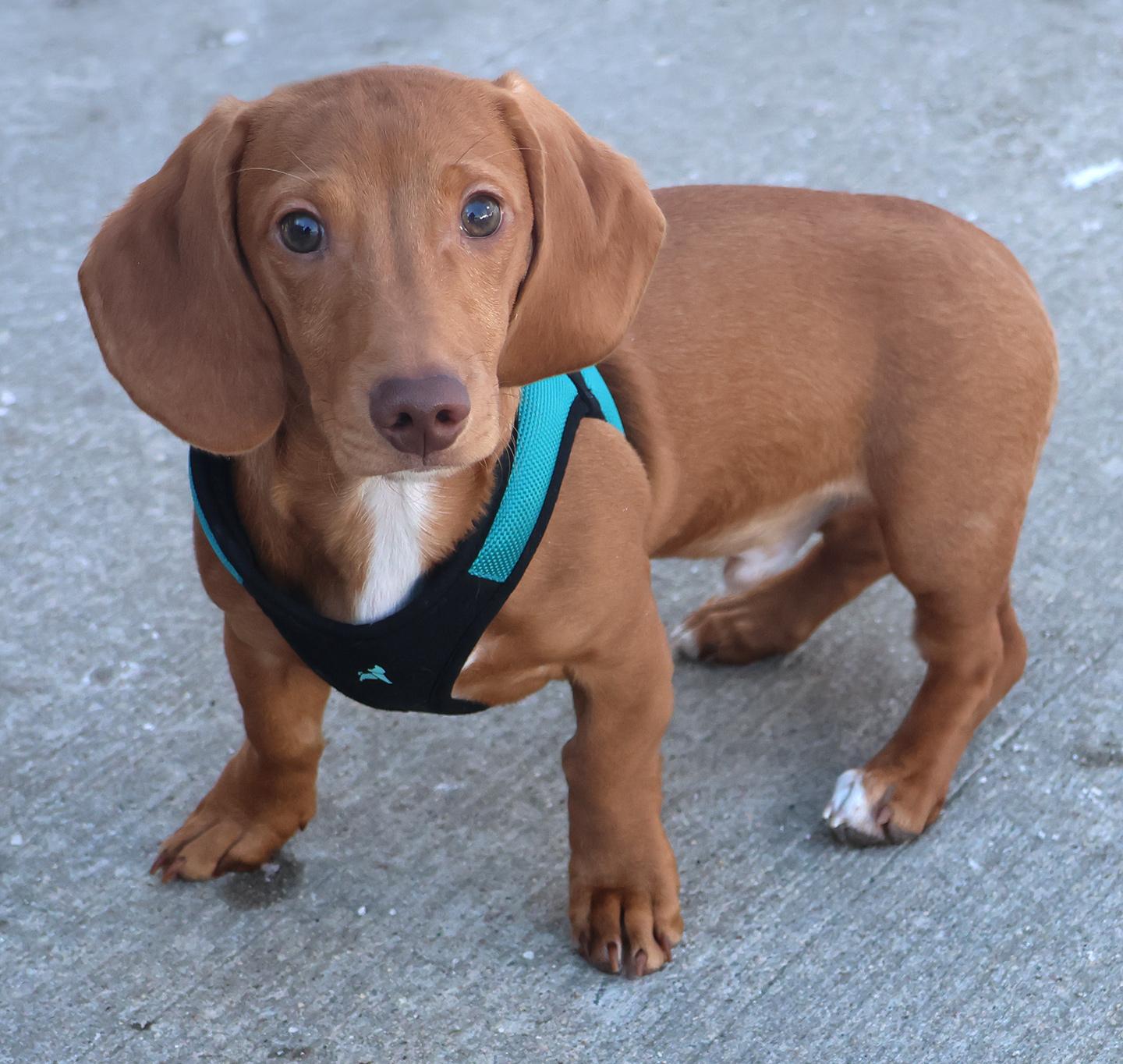 Spencer, an adopted Miniature Dachshund in Harrison, NY image 3/3