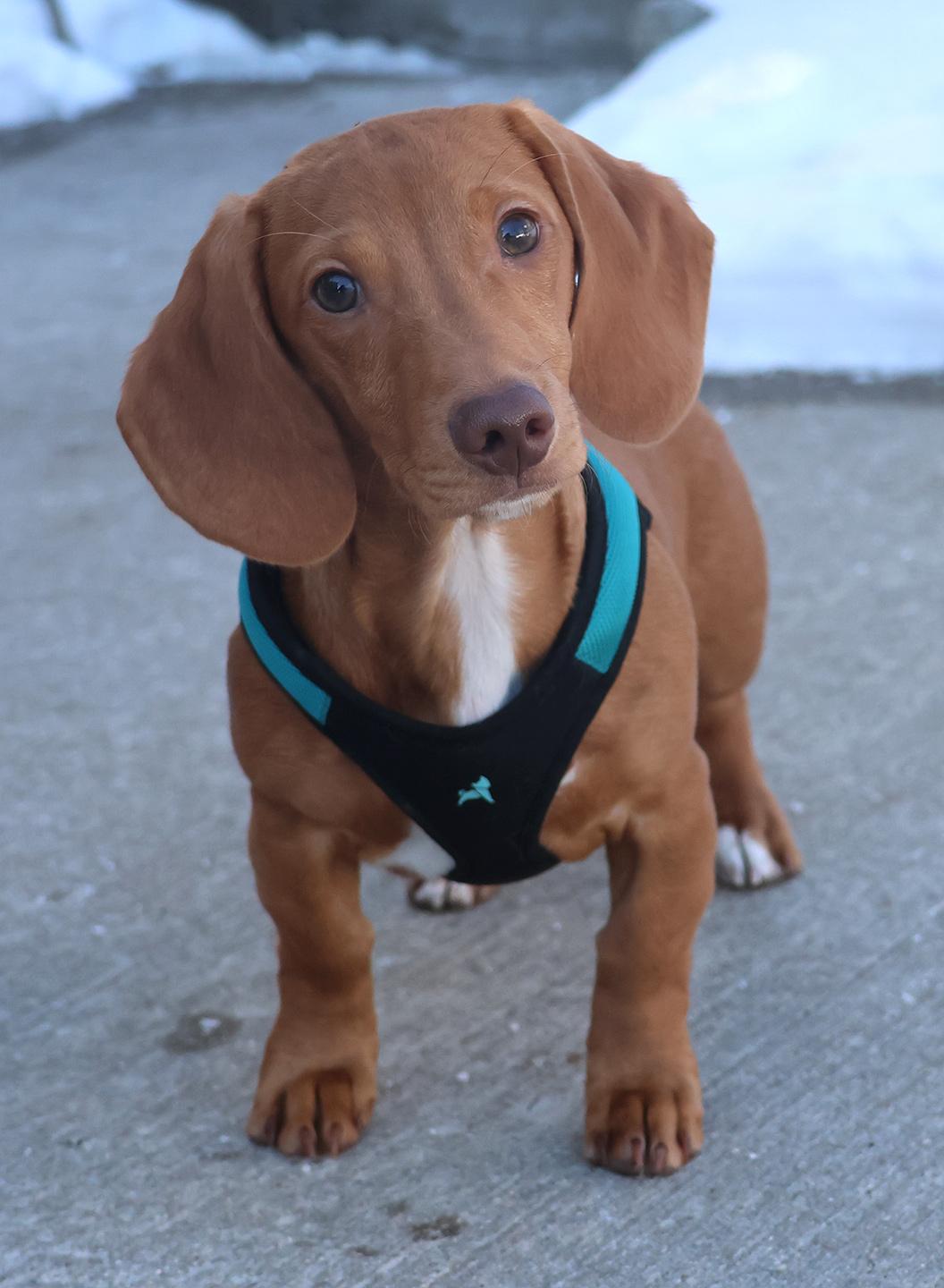 Spencer, an adopted Miniature Dachshund in Harrison, NY image 1/3