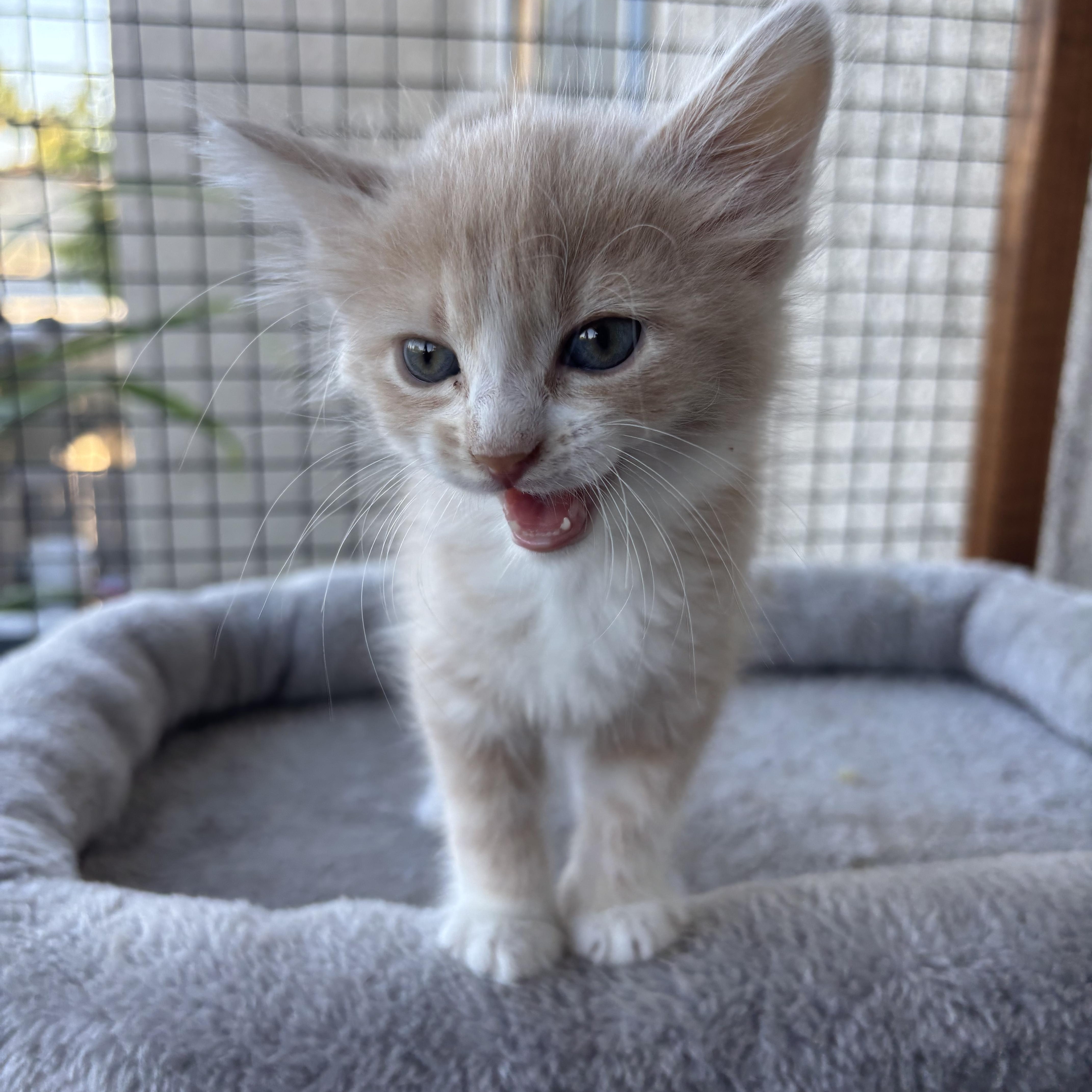Foster, a ADOPTABLE Tabby in Costa Mesa, CA image 2/4