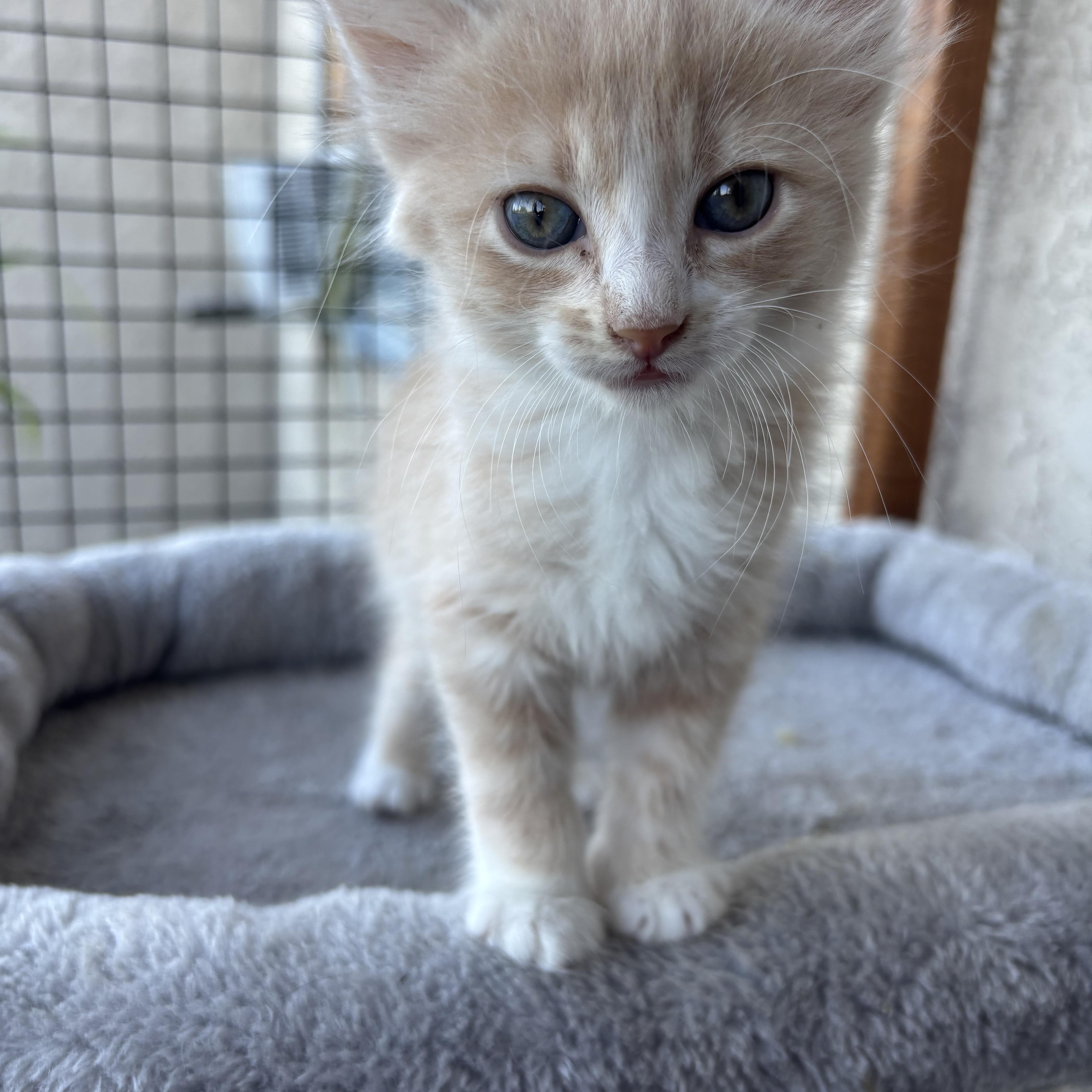 Foster, a ADOPTABLE Tabby in Costa Mesa, CA image 4/4
