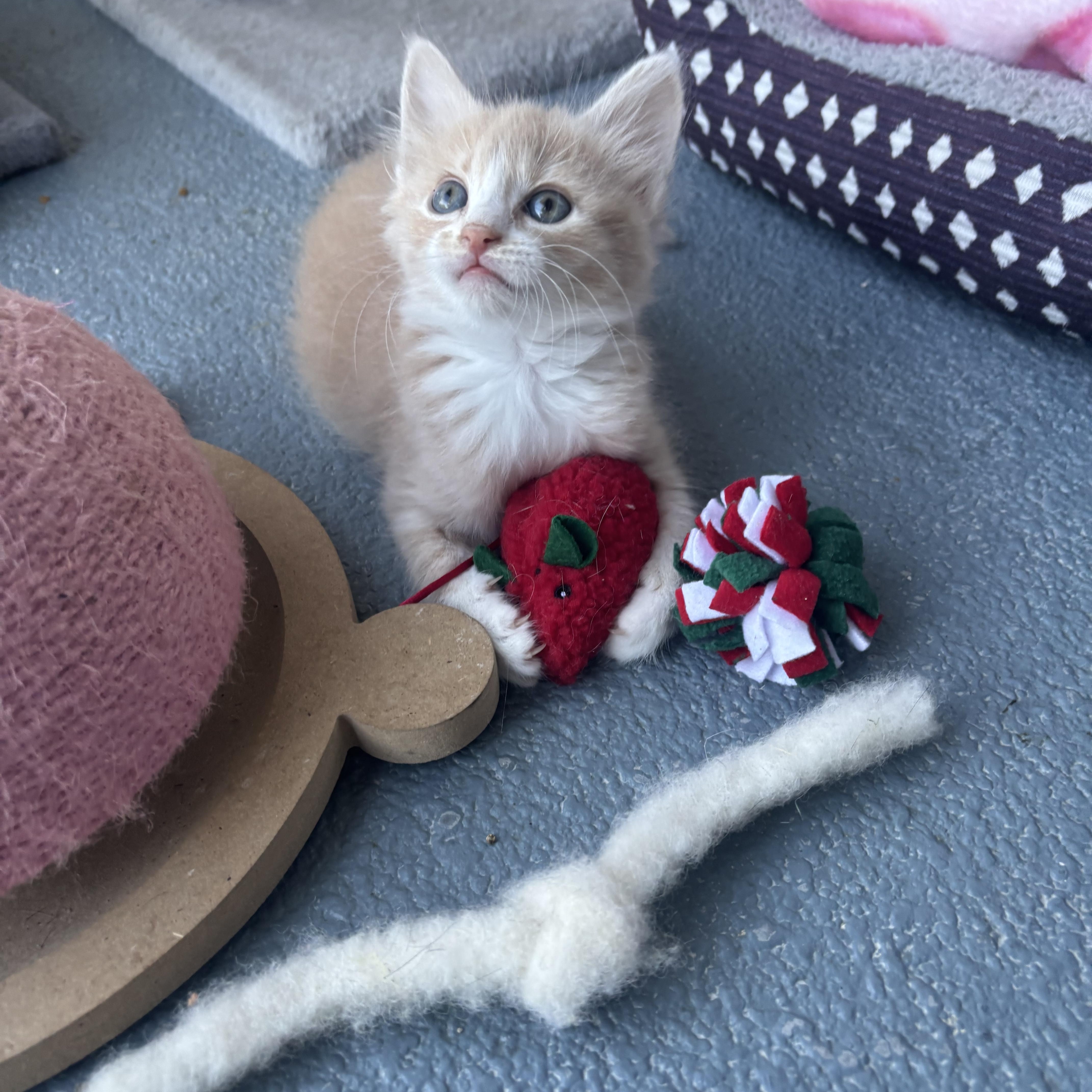 Foster, ADOPTABLE, Kitten Male Tabby.