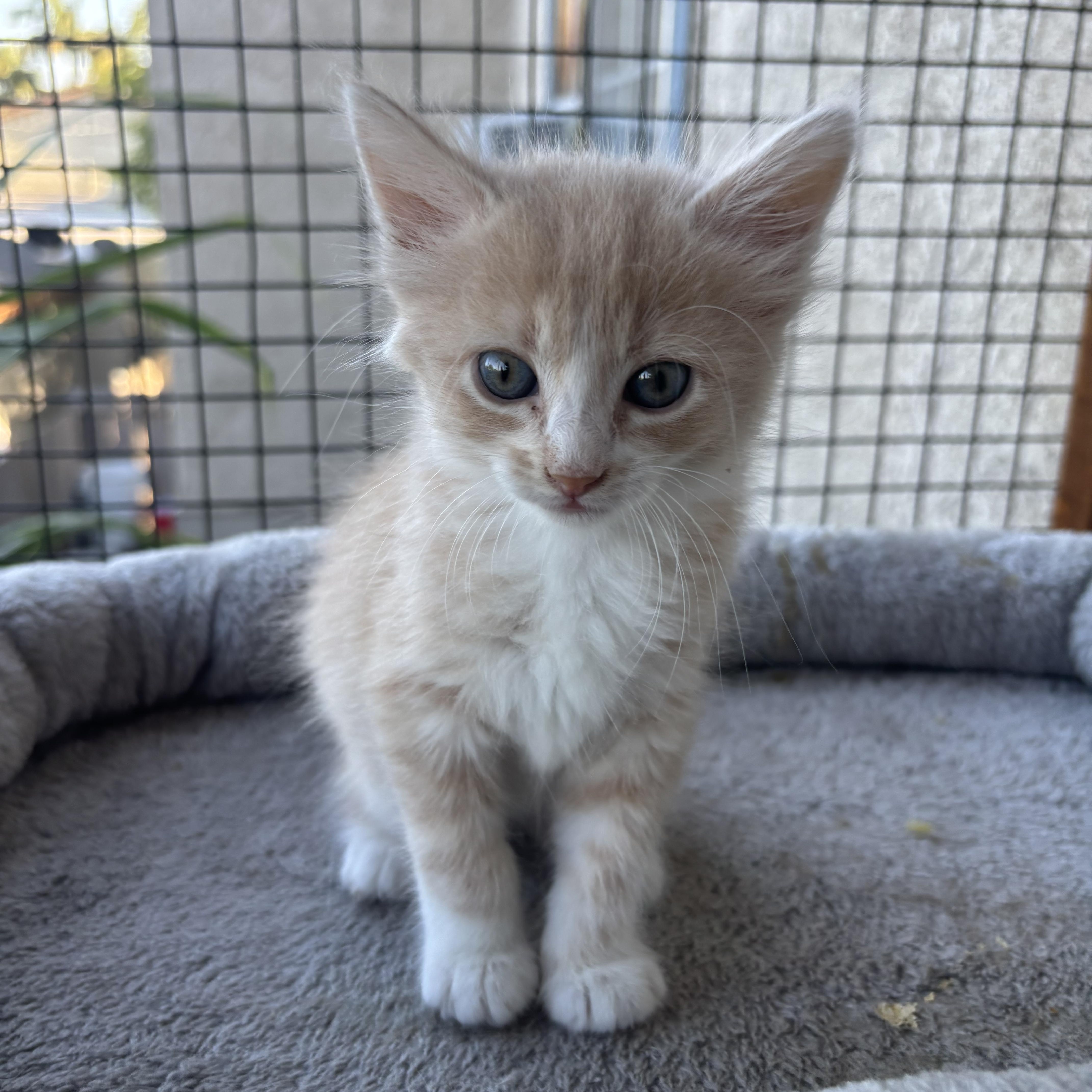 Foster, a ADOPTABLE Tabby in Costa Mesa, CA image 3/4