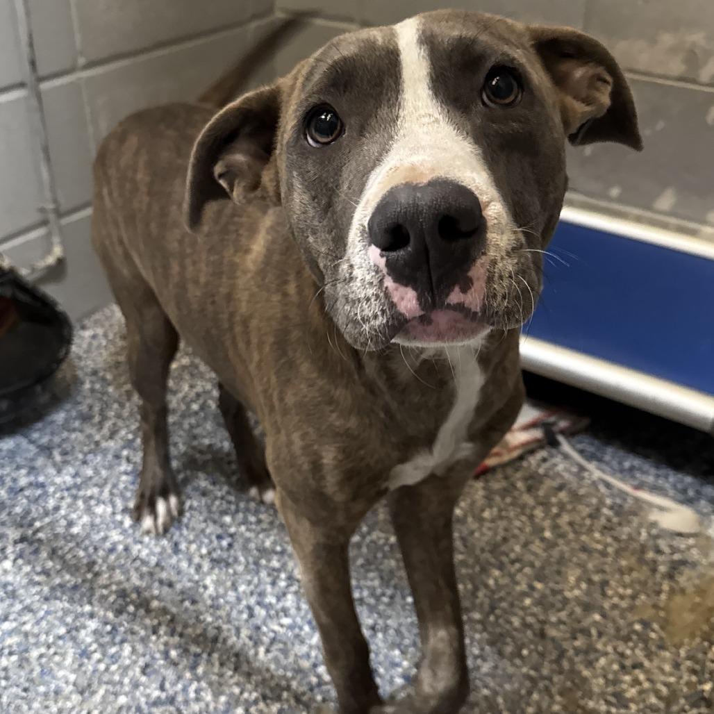 Enlarge Zander, a Adoptable Pit Bull Terrier in Beaumont, TX image 1/6