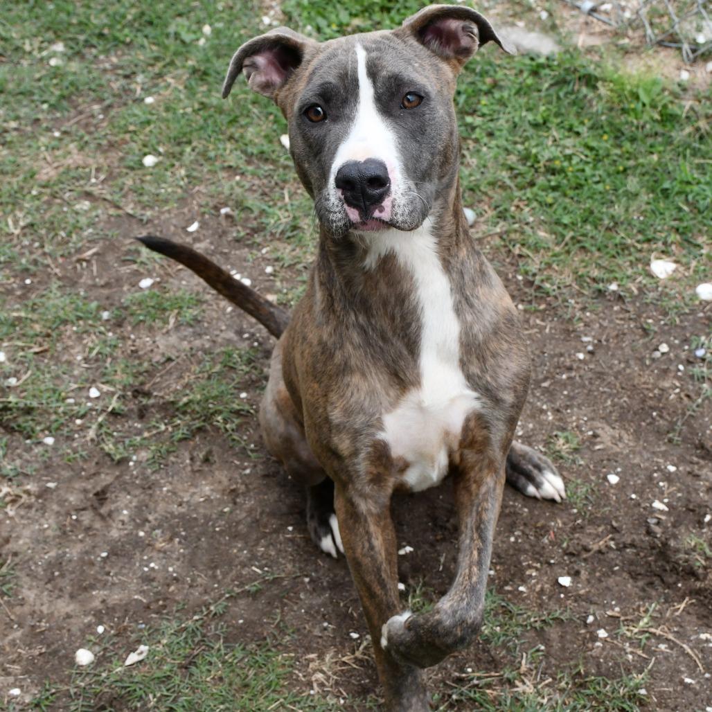 Enlarge Zander, a Adoptable Pit Bull Terrier in Beaumont, TX image 2/6