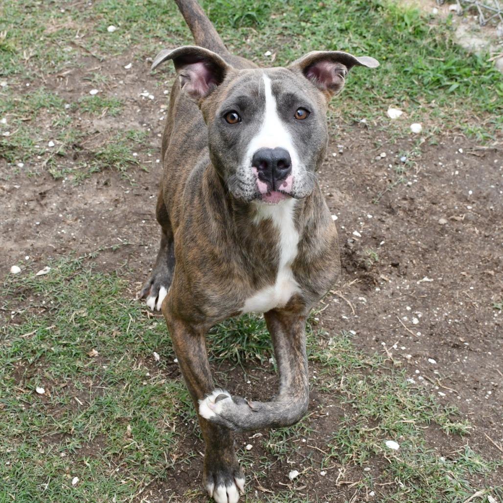 Enlarge Zander, a Adoptable Pit Bull Terrier in Beaumont, TX image 3/6