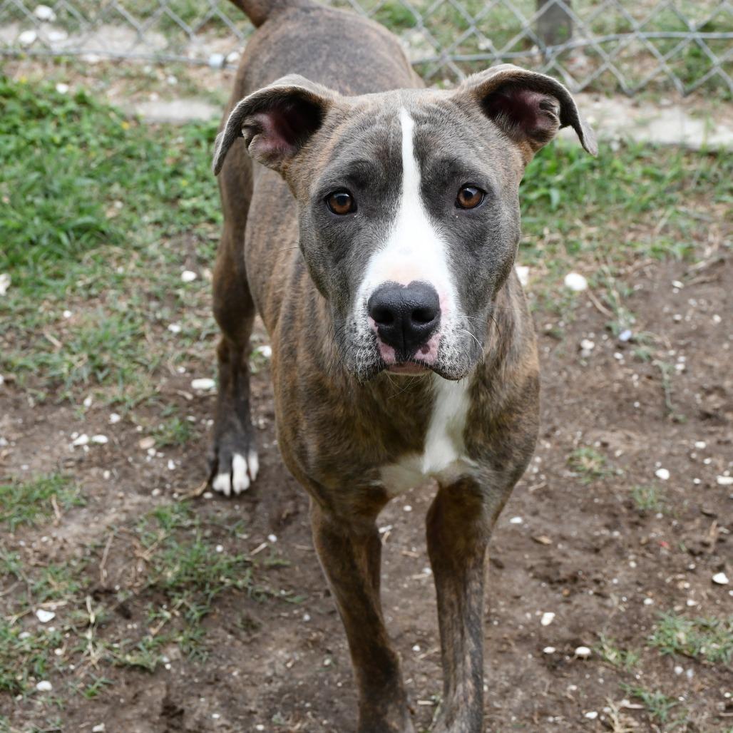 Enlarge Zander, a Adoptable Pit Bull Terrier in Beaumont, TX image 4/6