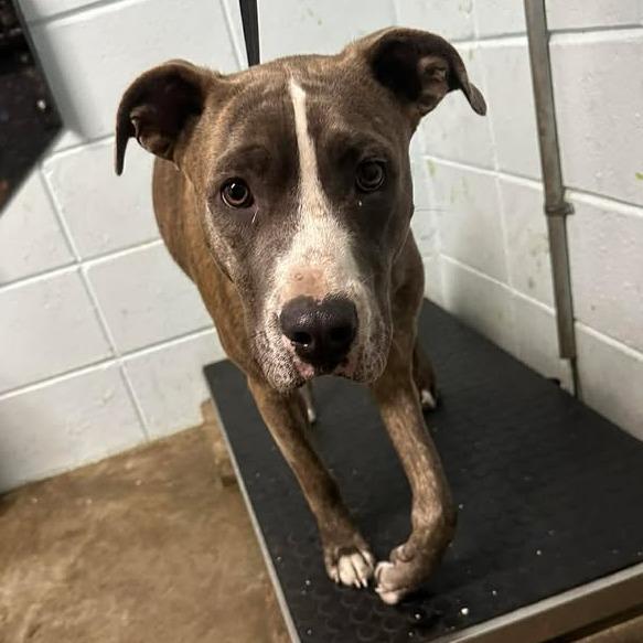Enlarge Zander, a Adoptable Pit Bull Terrier in Beaumont, TX image 5/6