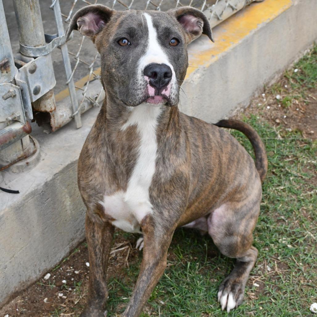Enlarge Zander, a Adoptable Pit Bull Terrier in Beaumont, TX image 6/6
