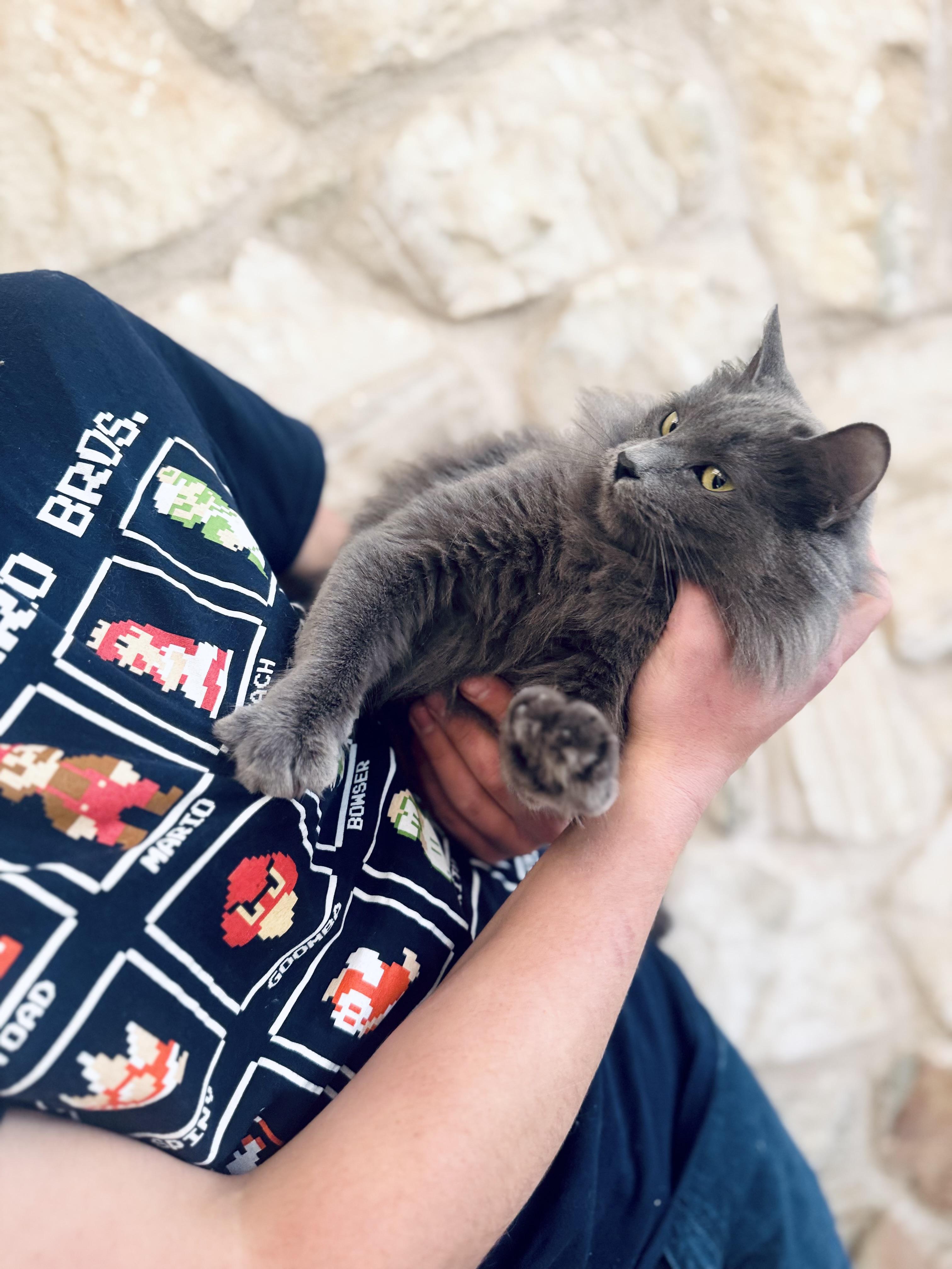 Enlarge Mouse, a Adoptable Nebelung in Dallas , TX image 6/6