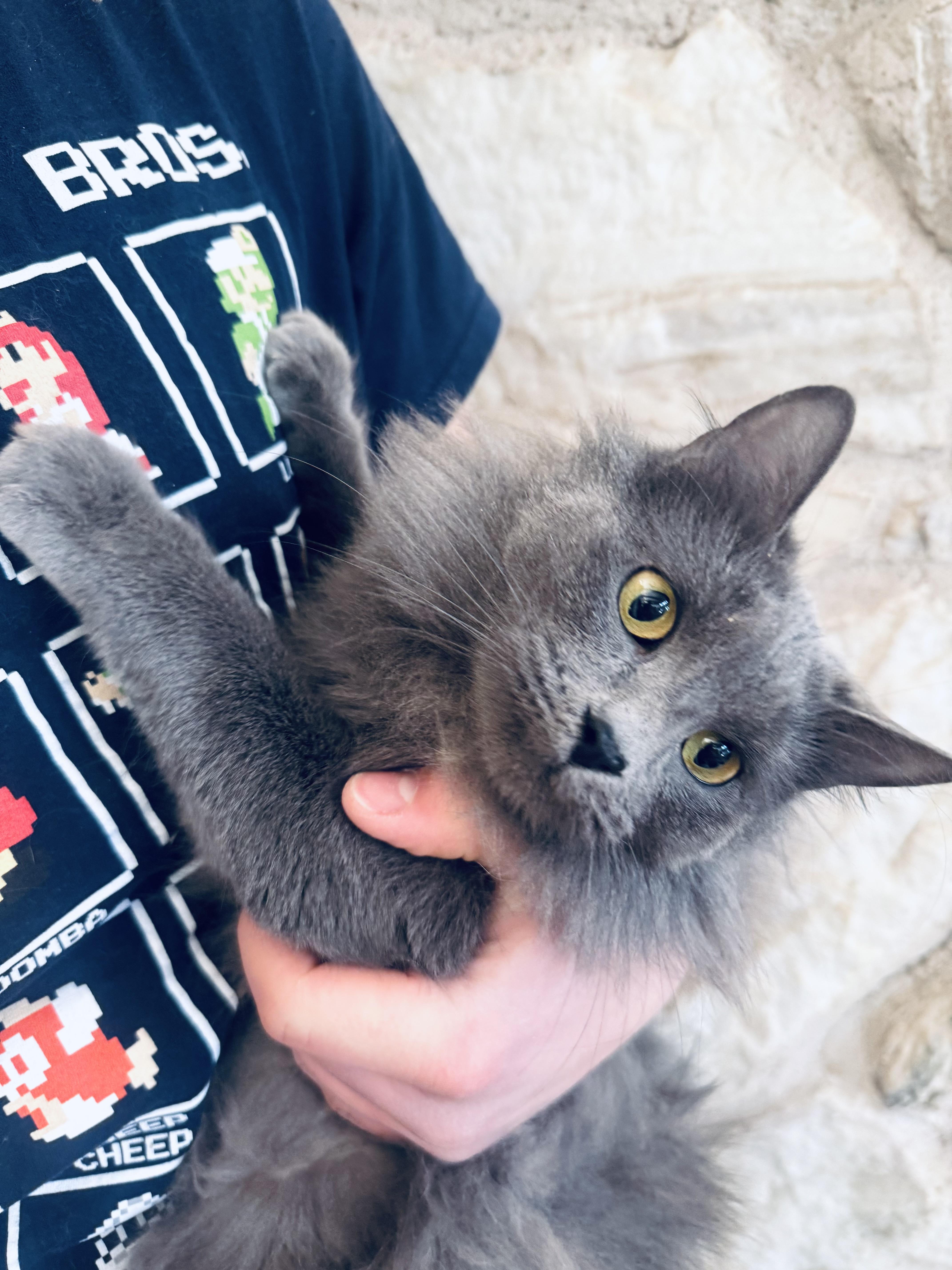Enlarge Mouse, a Adoptable Nebelung in Dallas , TX image 5/6