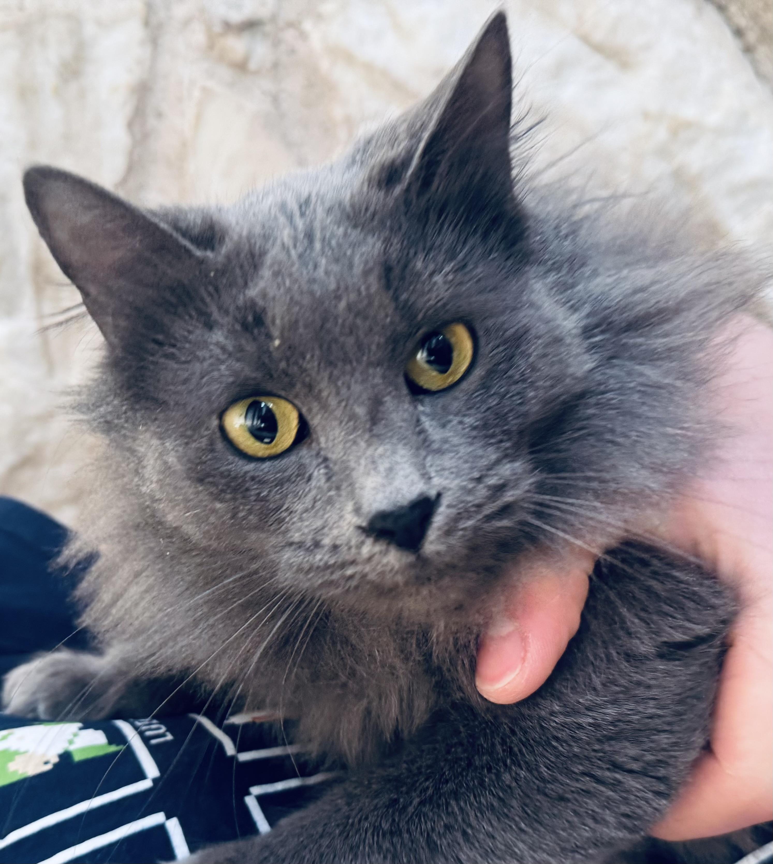 Mouse, Adoptable, Young Female Nebelung.