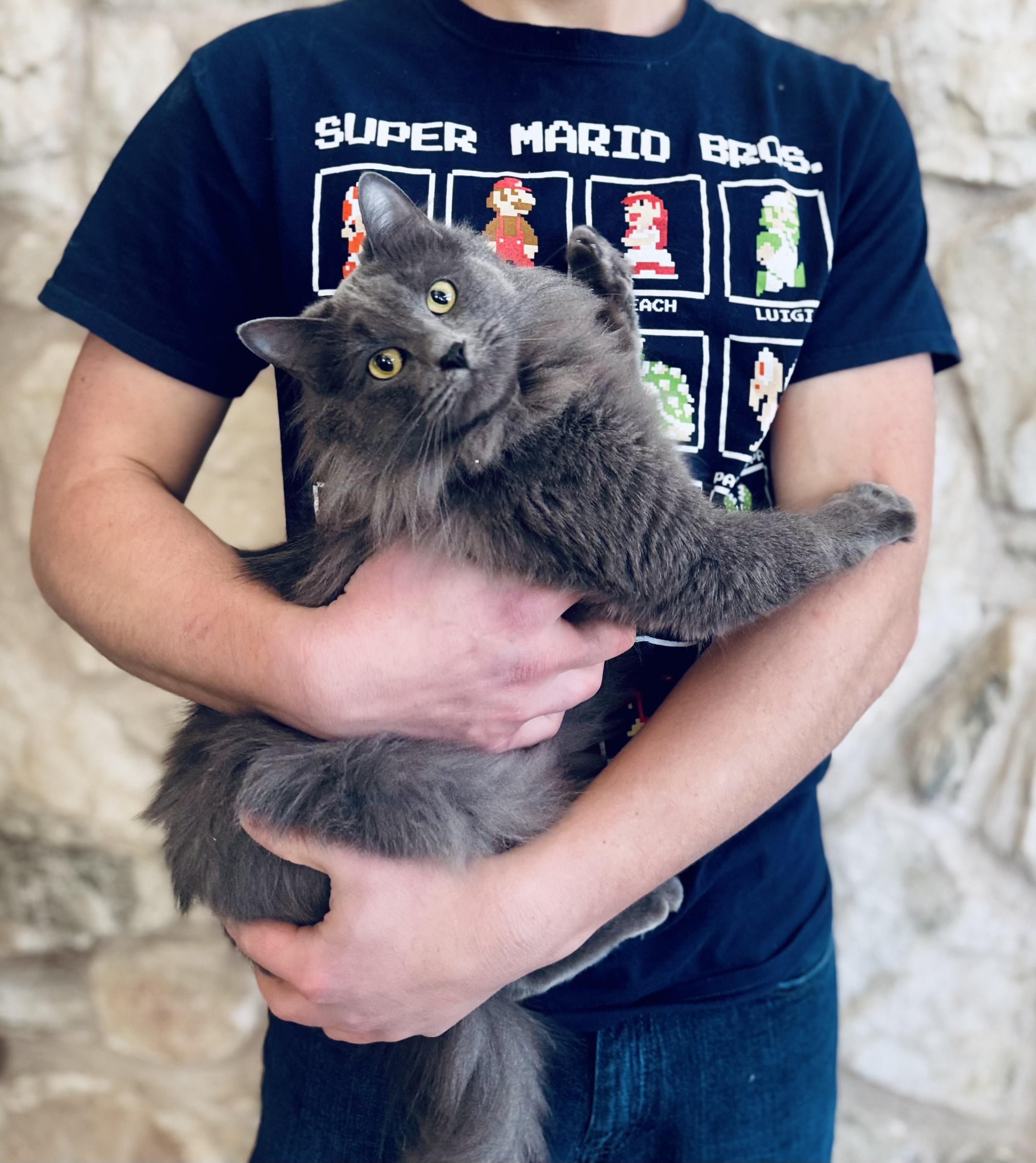 Enlarge Mouse, a Adoptable Nebelung in Dallas , TX image 4/6