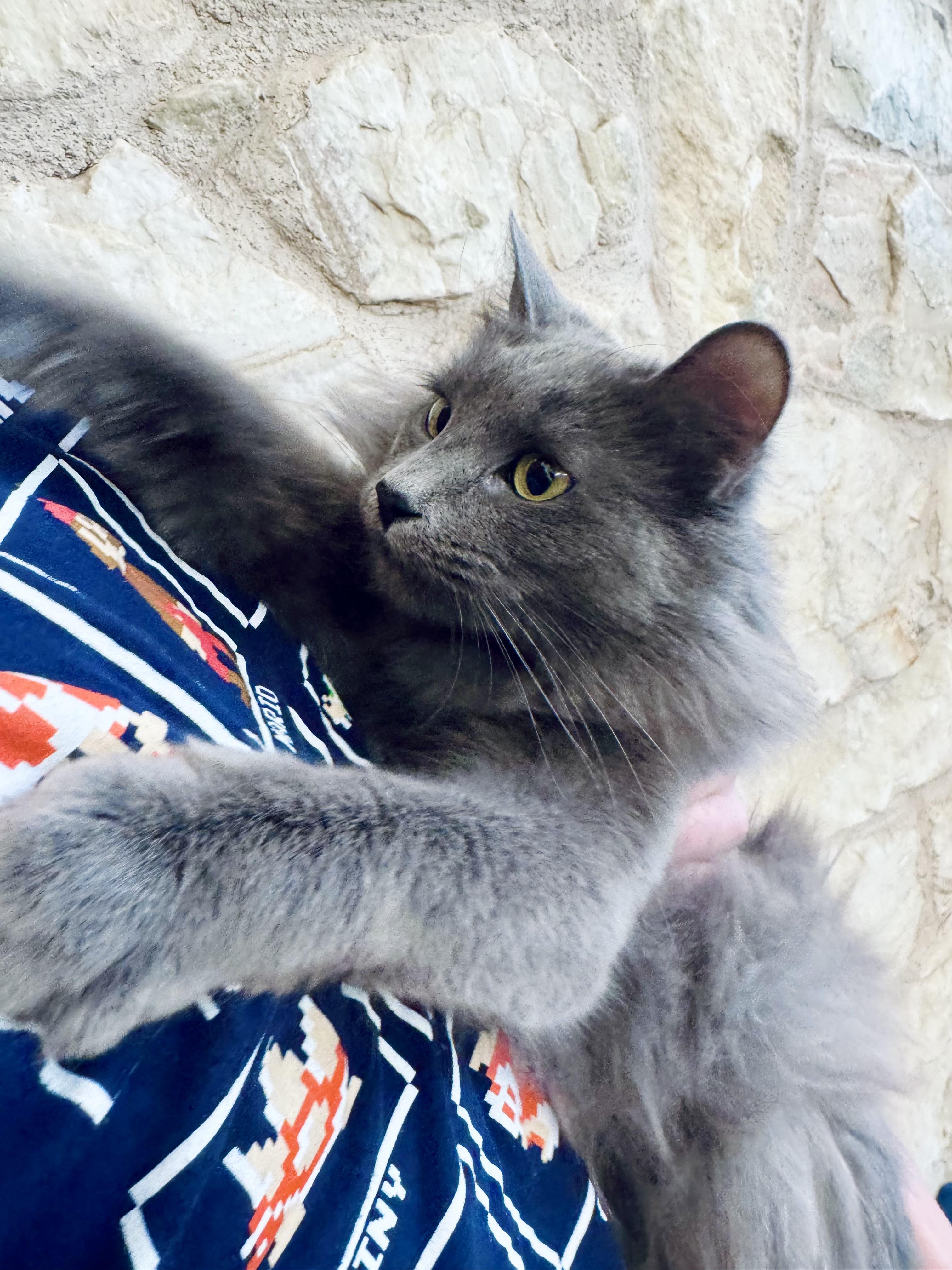 Enlarge Mouse, a Adoptable Nebelung in Dallas , TX image 3/6