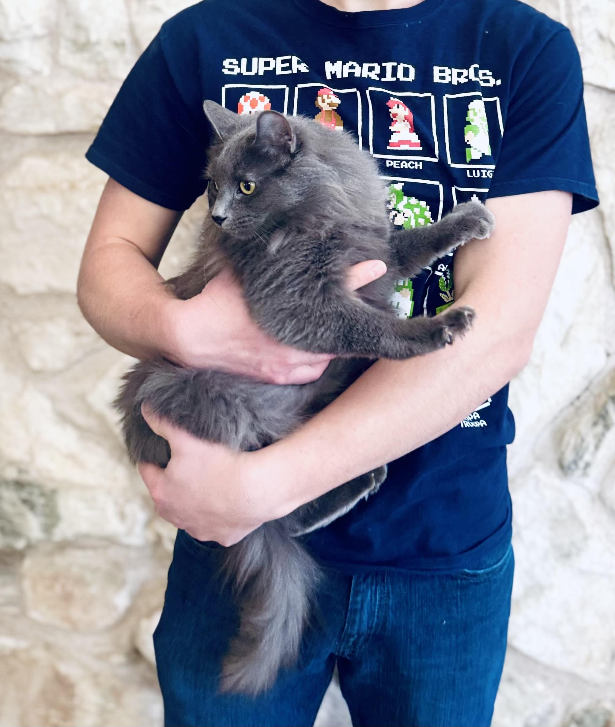 Enlarge Mouse, a Adoptable Nebelung in Dallas , TX image 2/6