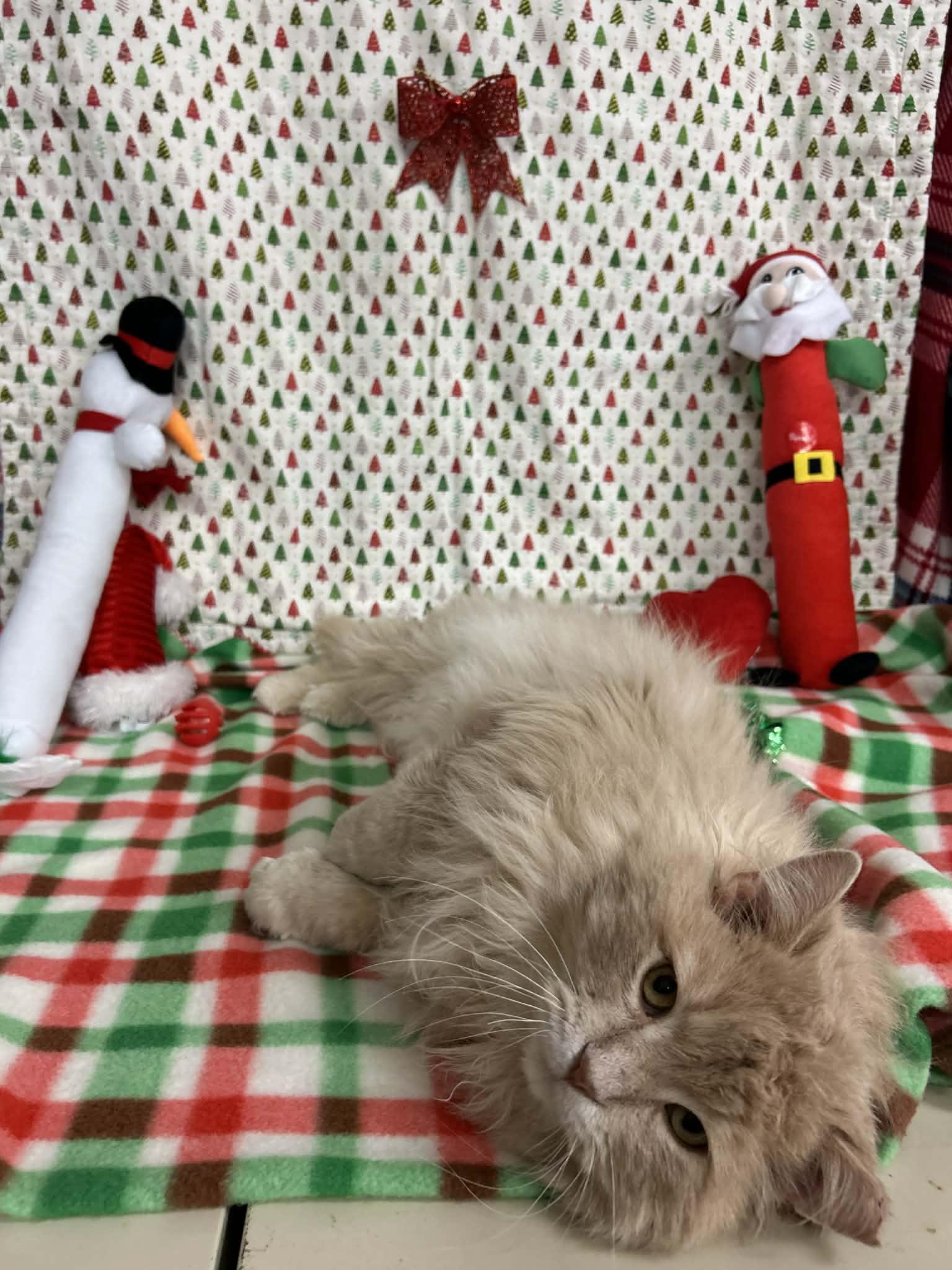 Kazoo, an adopted Domestic Long Hair in St. Clair, MI image 2/5