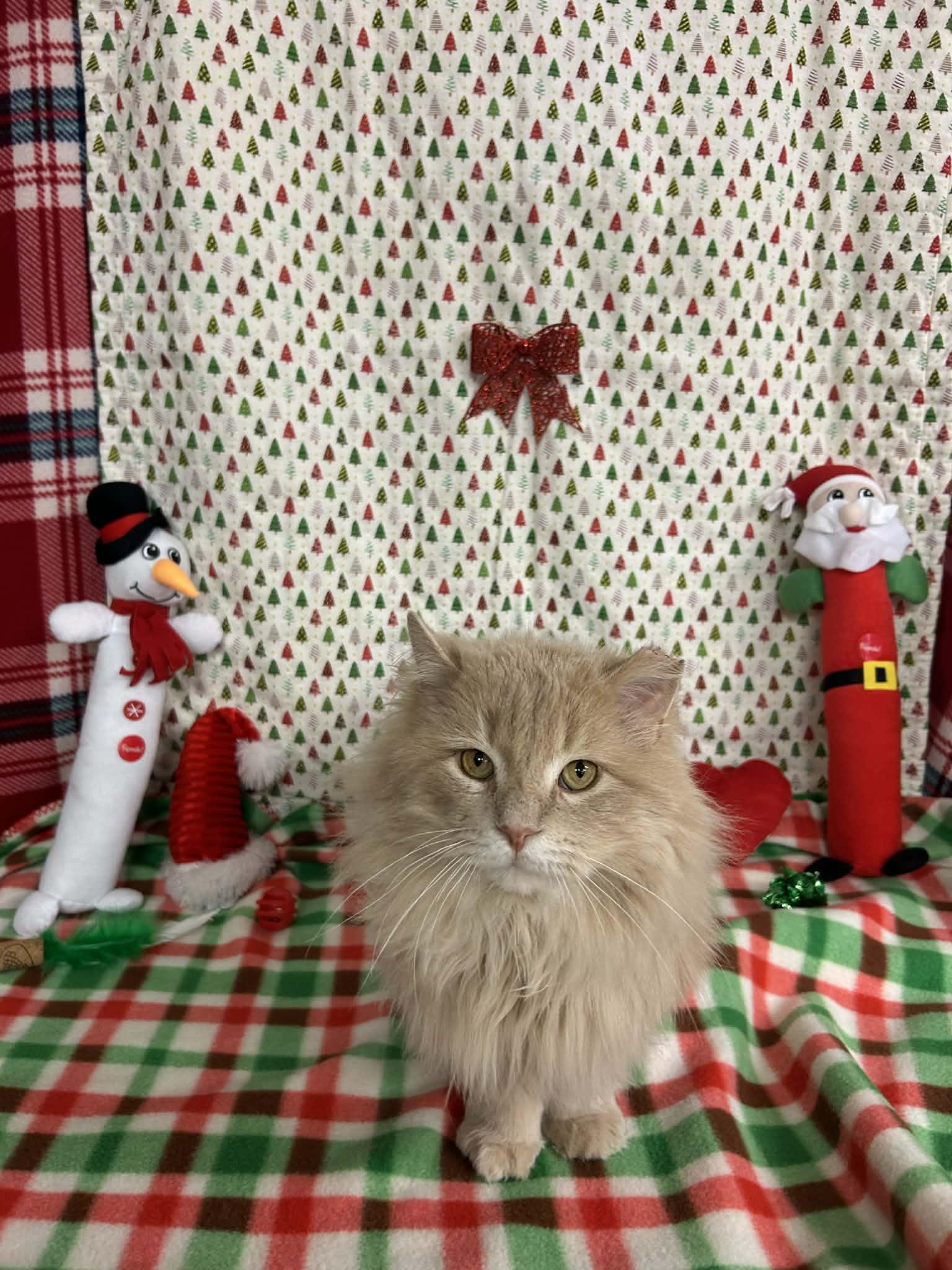 Kazoo, an adopted Domestic Long Hair in St. Clair, MI image 4/5