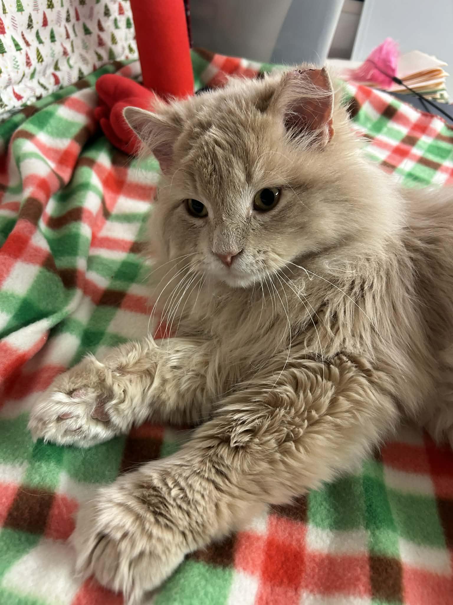 Kazoo, adopted, Adult Male Domestic Long Hair.