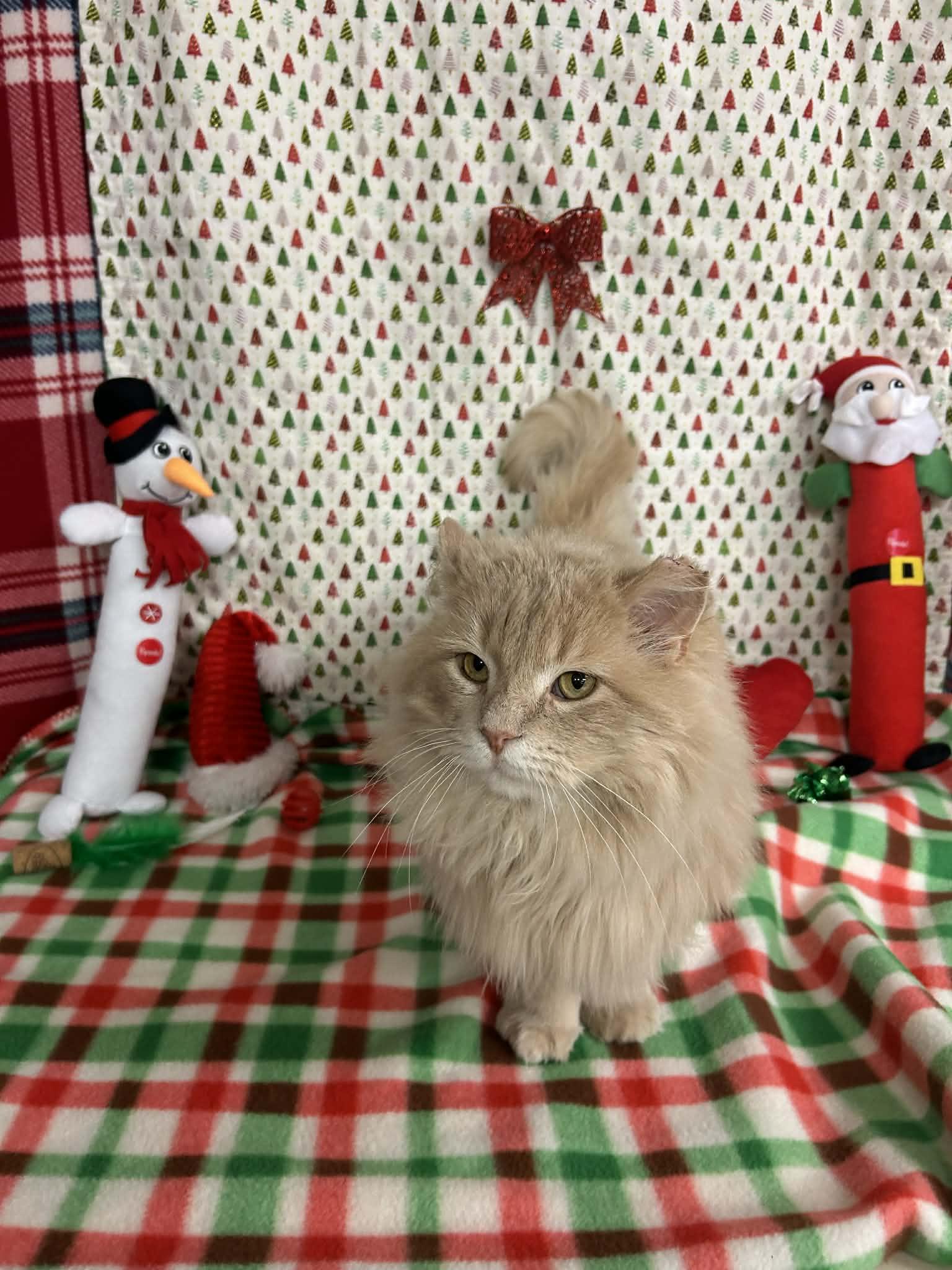 Kazoo, an adopted Domestic Long Hair in St. Clair, MI image 5/5