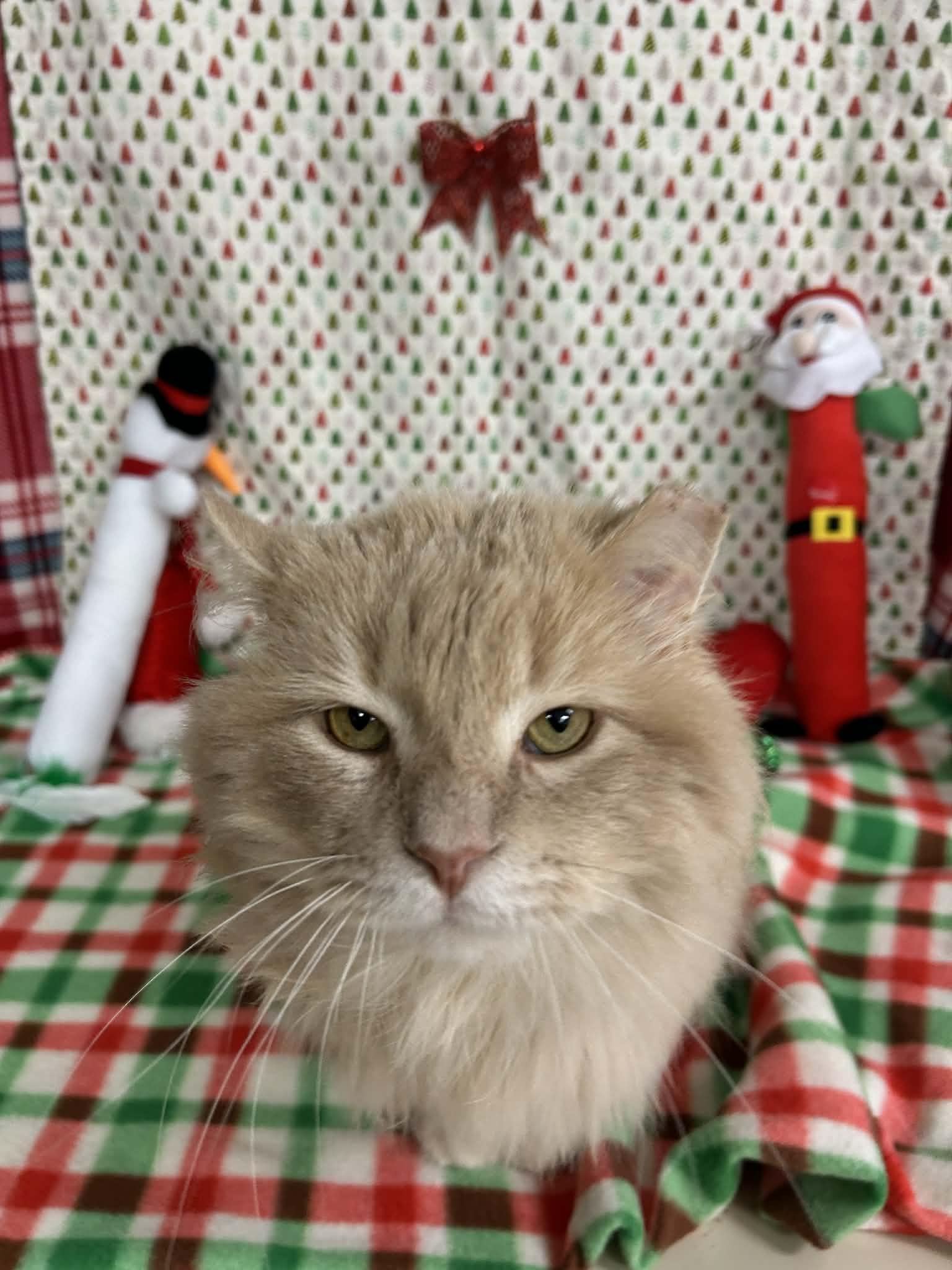 Kazoo, an adopted Domestic Long Hair in St. Clair, MI image 3/5