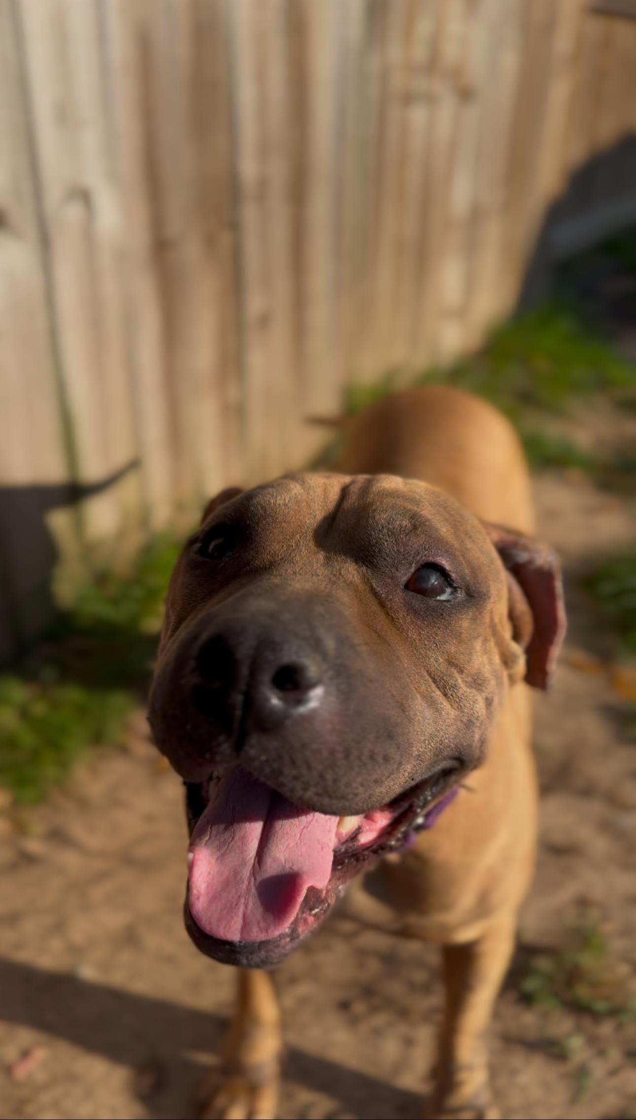 Cherry — thumbnail 4