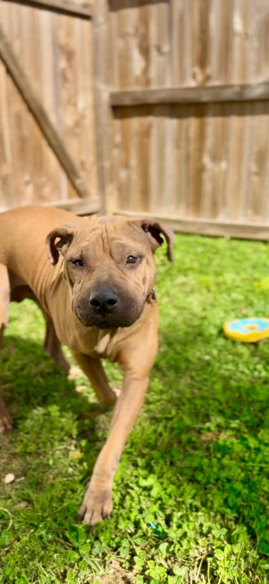 Cherry — thumbnail 5