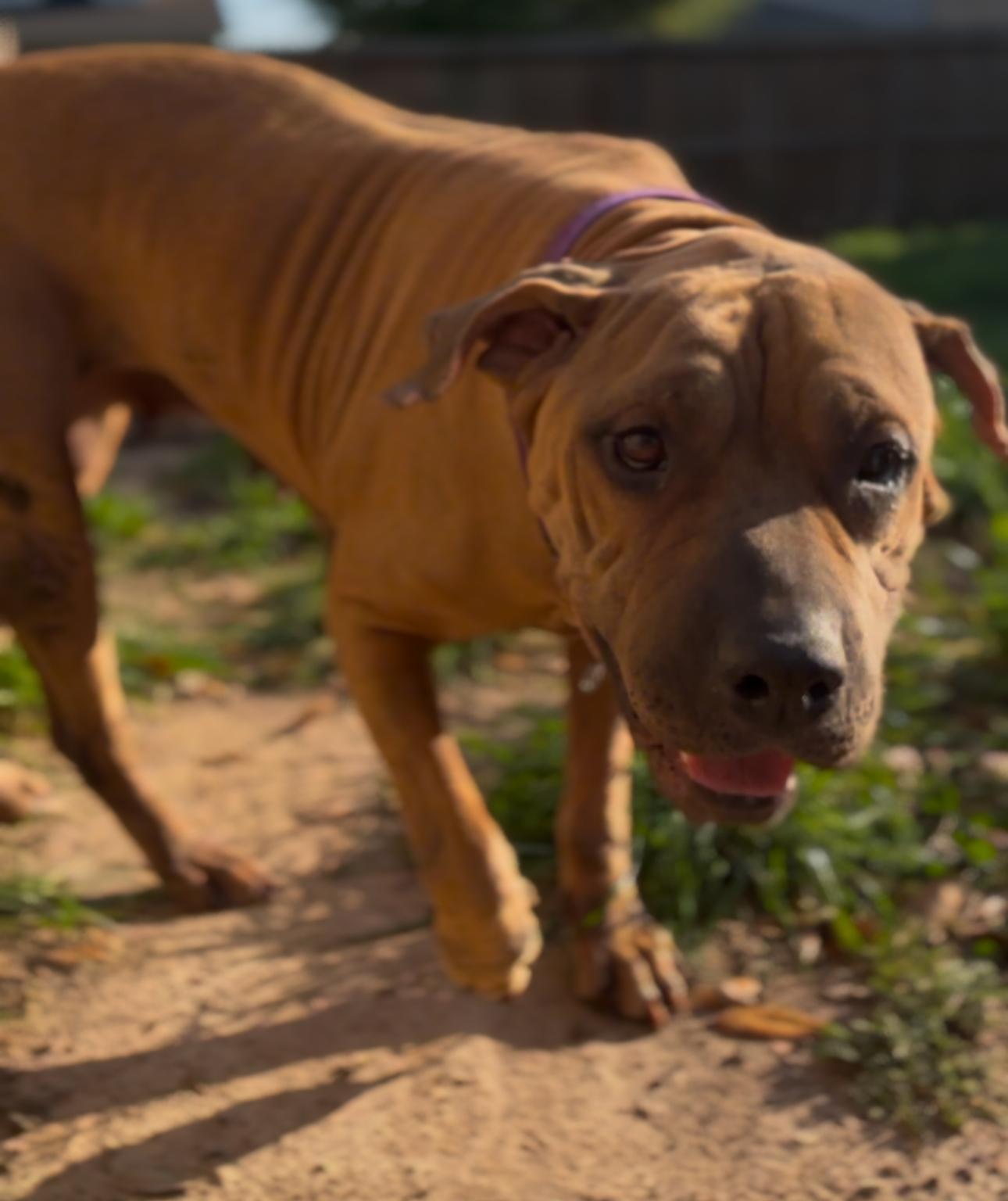 Cherry — thumbnail 6