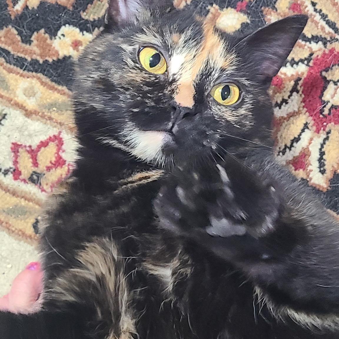 Millie, ADOPTABLE, Young Female Domestic Short Hair.