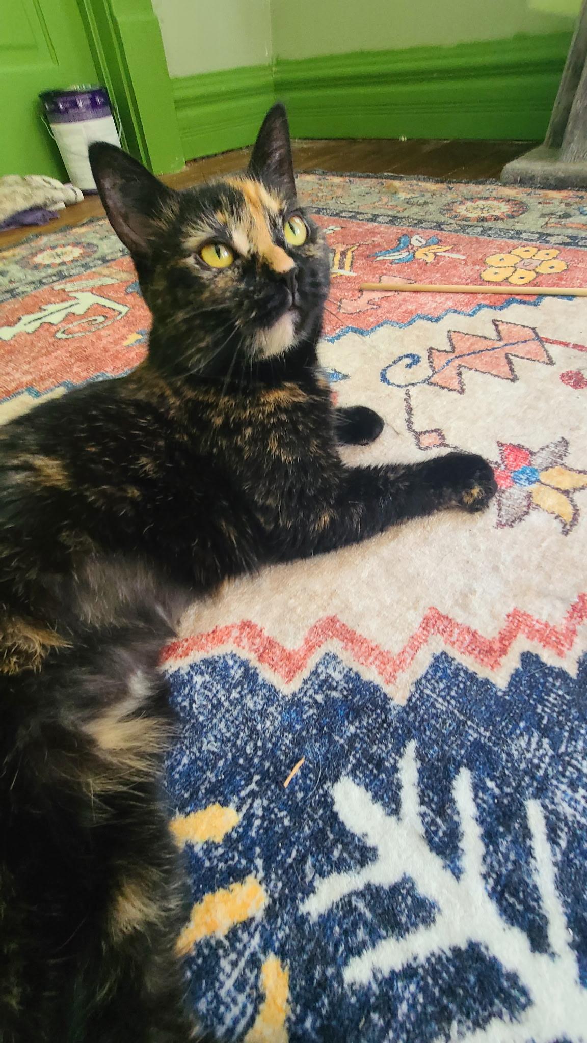 Enlarge Millie, a ADOPTABLE Domestic Short Hair in West Lafayette, IN image 4/4