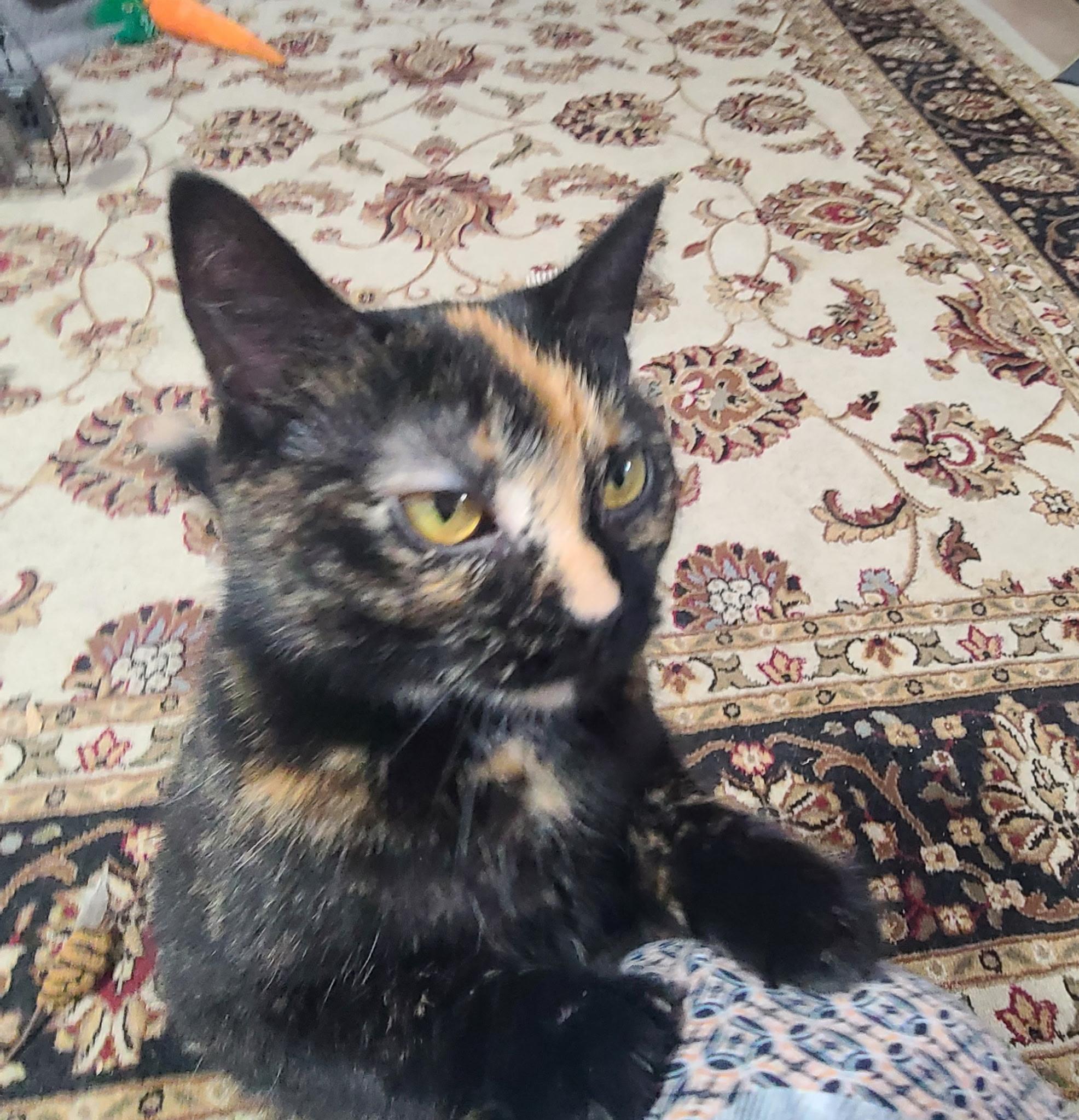 Enlarge Millie, a ADOPTABLE Domestic Short Hair in West Lafayette, IN image 2/4
