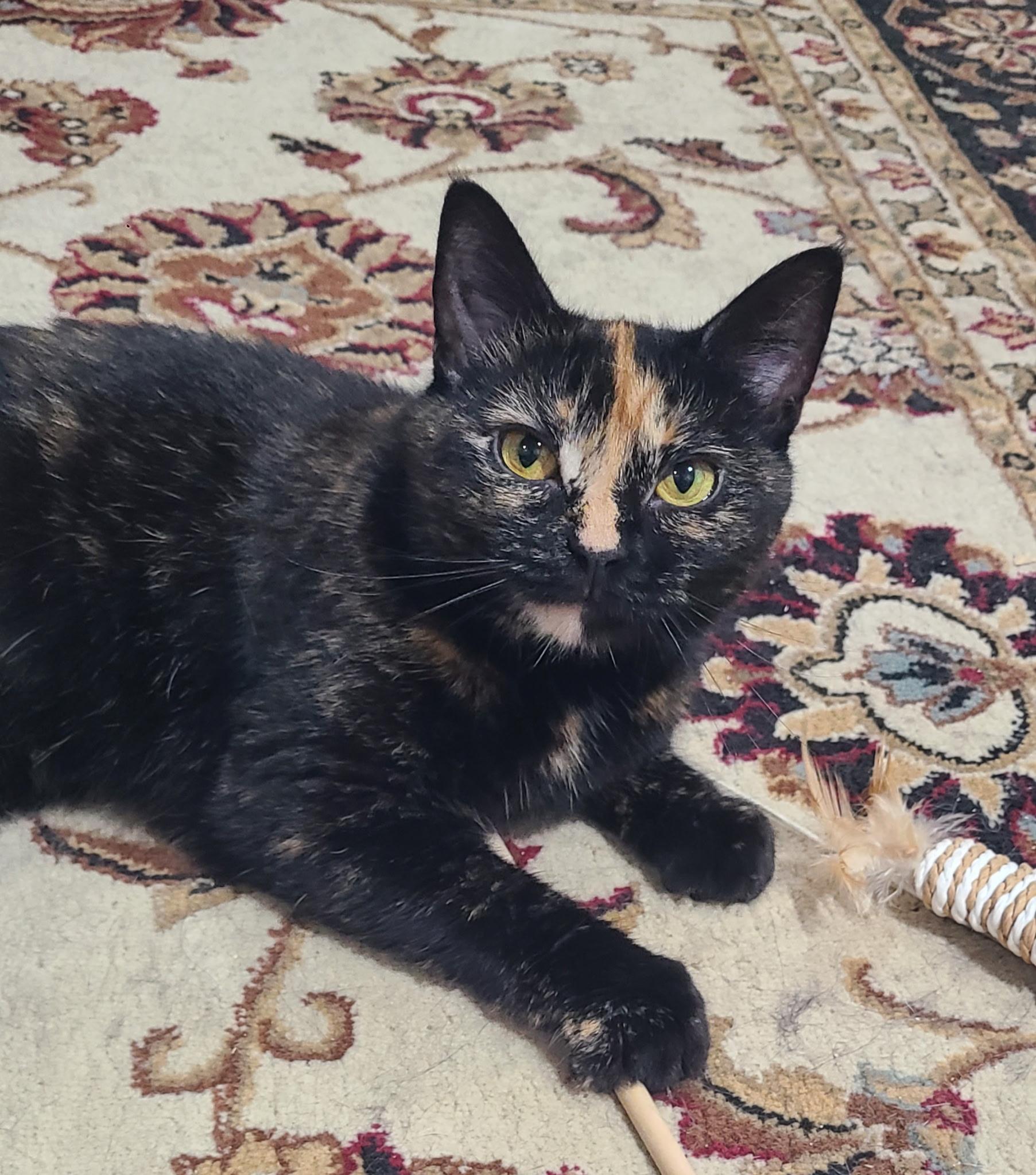 Enlarge Millie, a ADOPTABLE Domestic Short Hair in West Lafayette, IN image 3/4