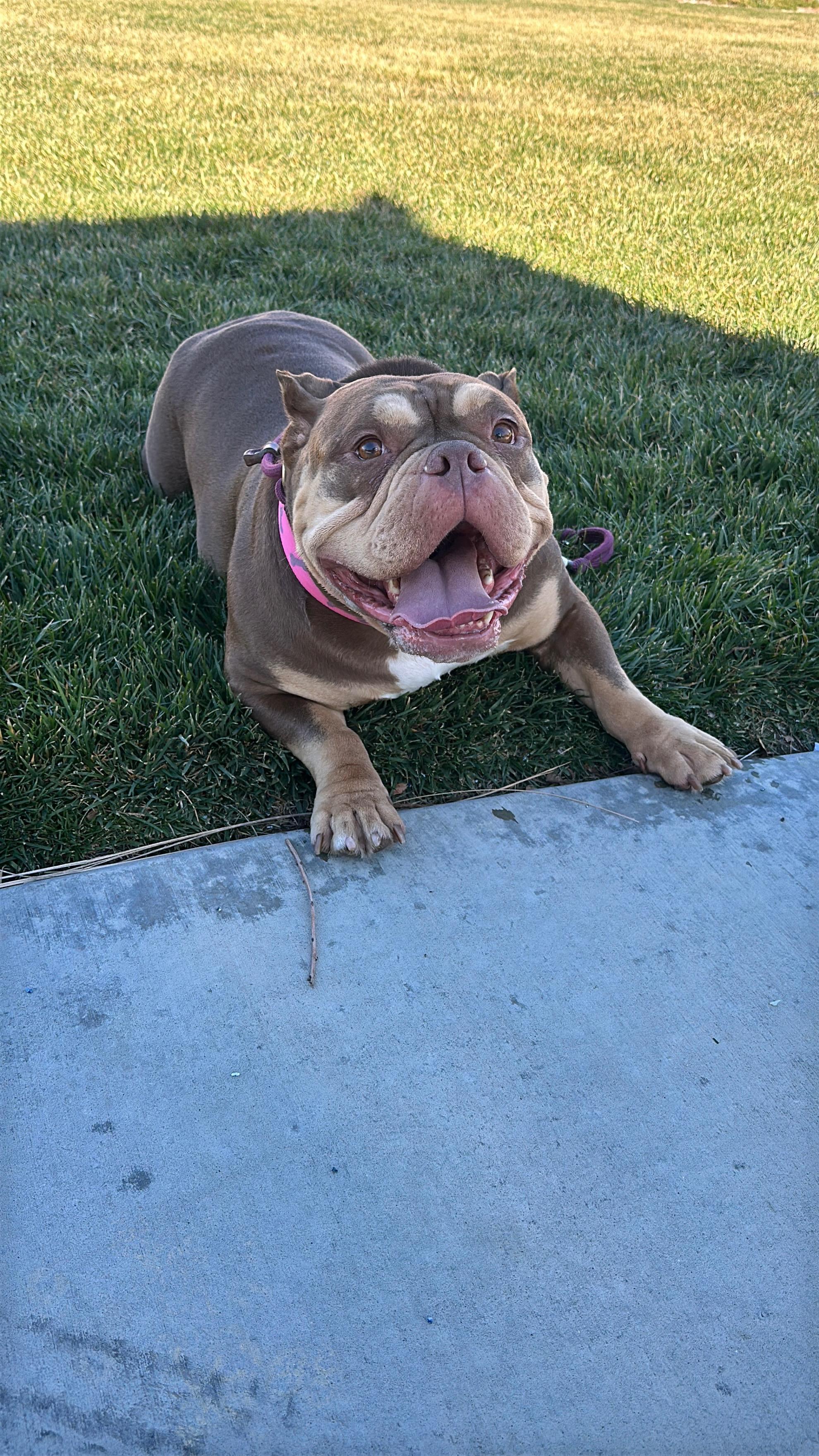 Winnie, Adopted, Adult Female English Bulldog & French Bulldog.