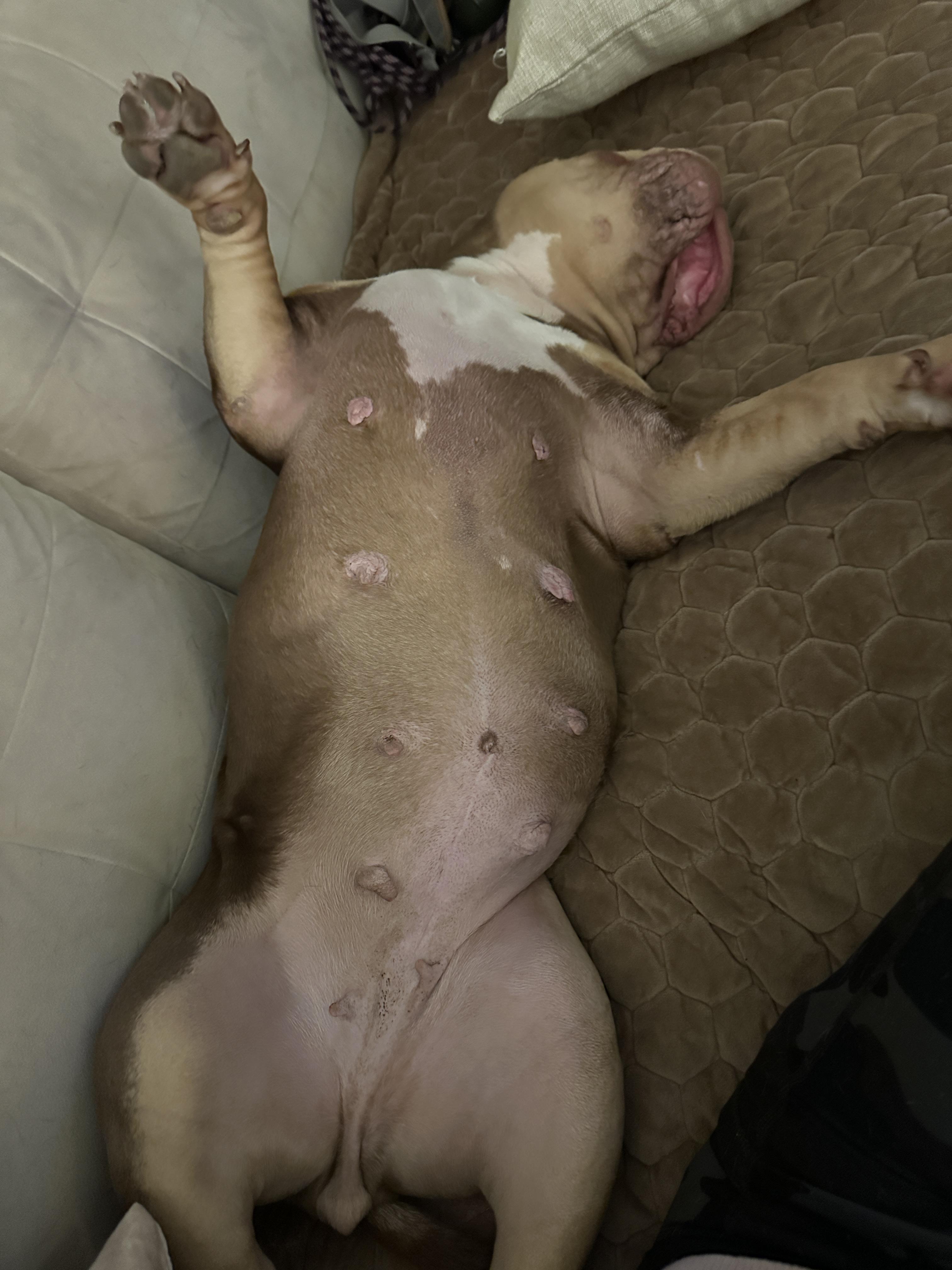 Enlarge Winnie, a Adopted mixed breed in Simi Valley, CA image 4/4