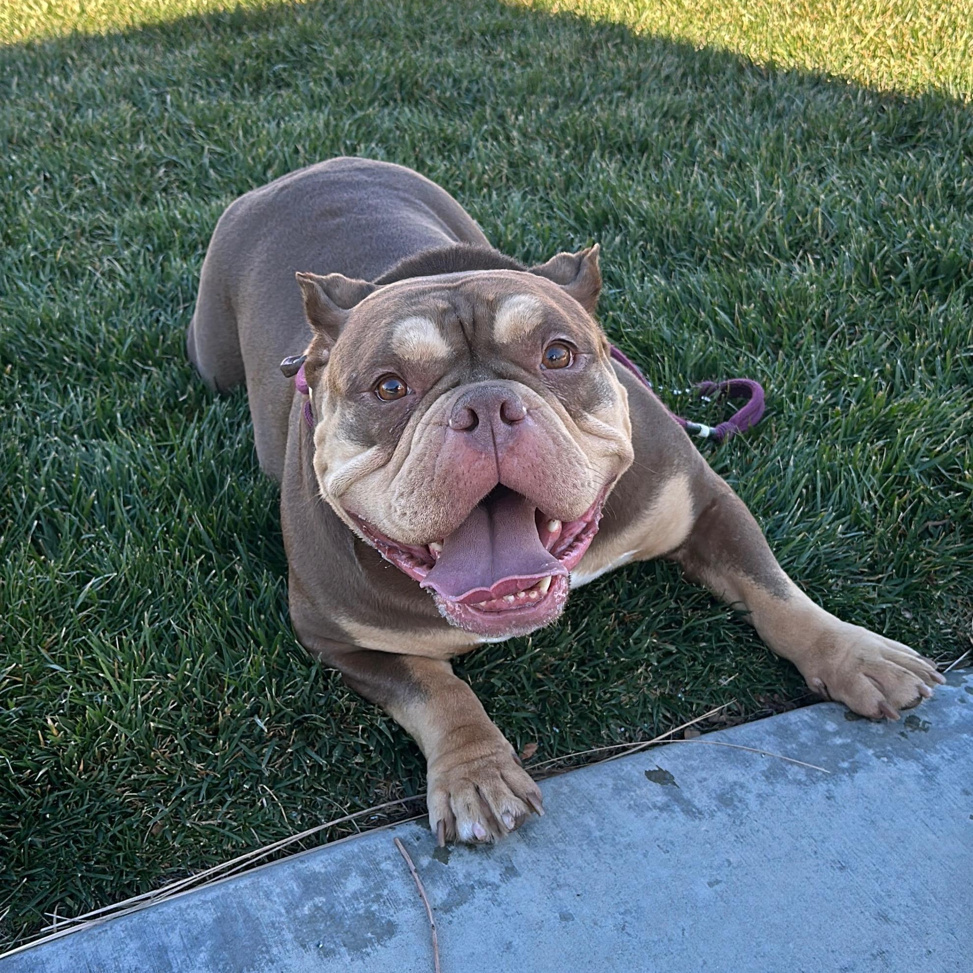 Enlarge Winnie, a Adopted mixed breed in Simi Valley, CA image 2/4