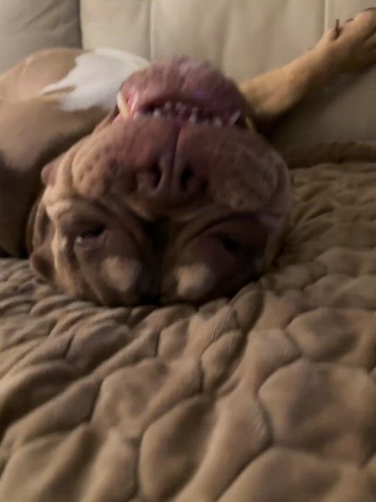 Enlarge Winnie, a Adopted mixed breed in Simi Valley, CA video 3/4