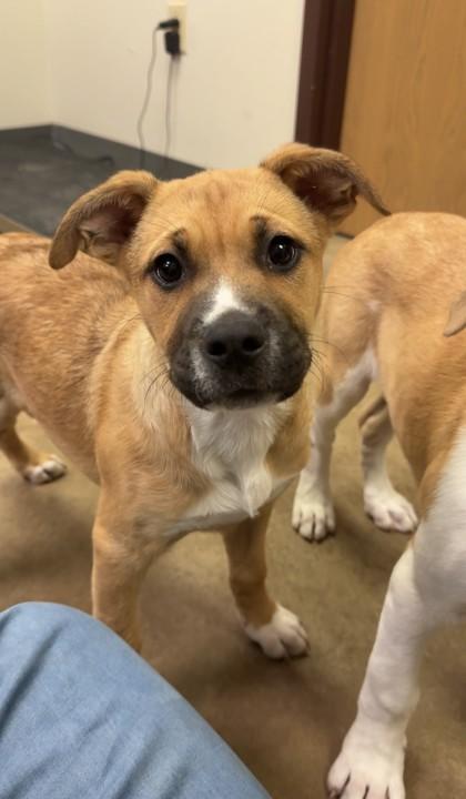 Sally, a Adoptable mixed breed in Irving, TX image 1/2