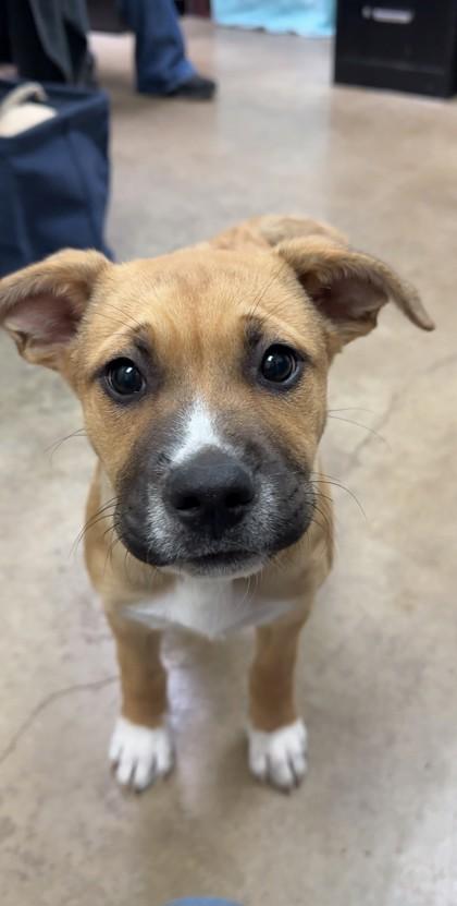 Sally, a Adoptable mixed breed in Irving, TX image 2/2