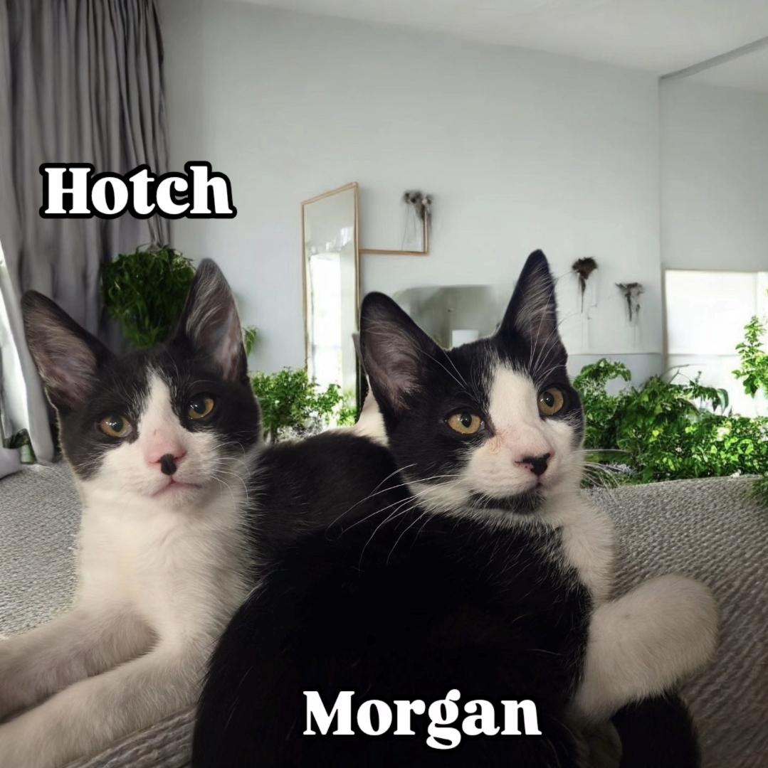 HOTCH & MORGAN - Bonded Pair of Neutered Males                         , ADOPTABLE, Kitten Male Domestic Short Hair.