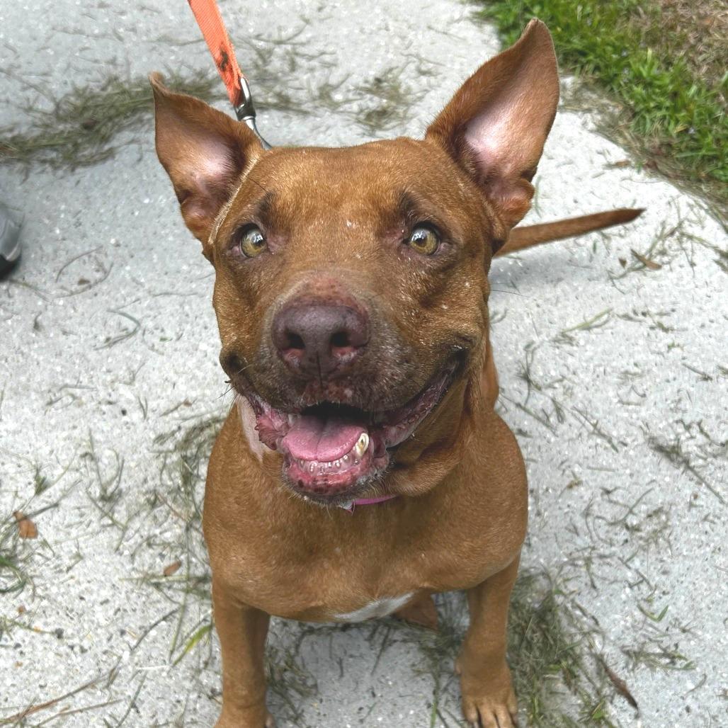 Fancy, Adoptable, Adult Female American Staffordshire Terrier & Mixed Breed.