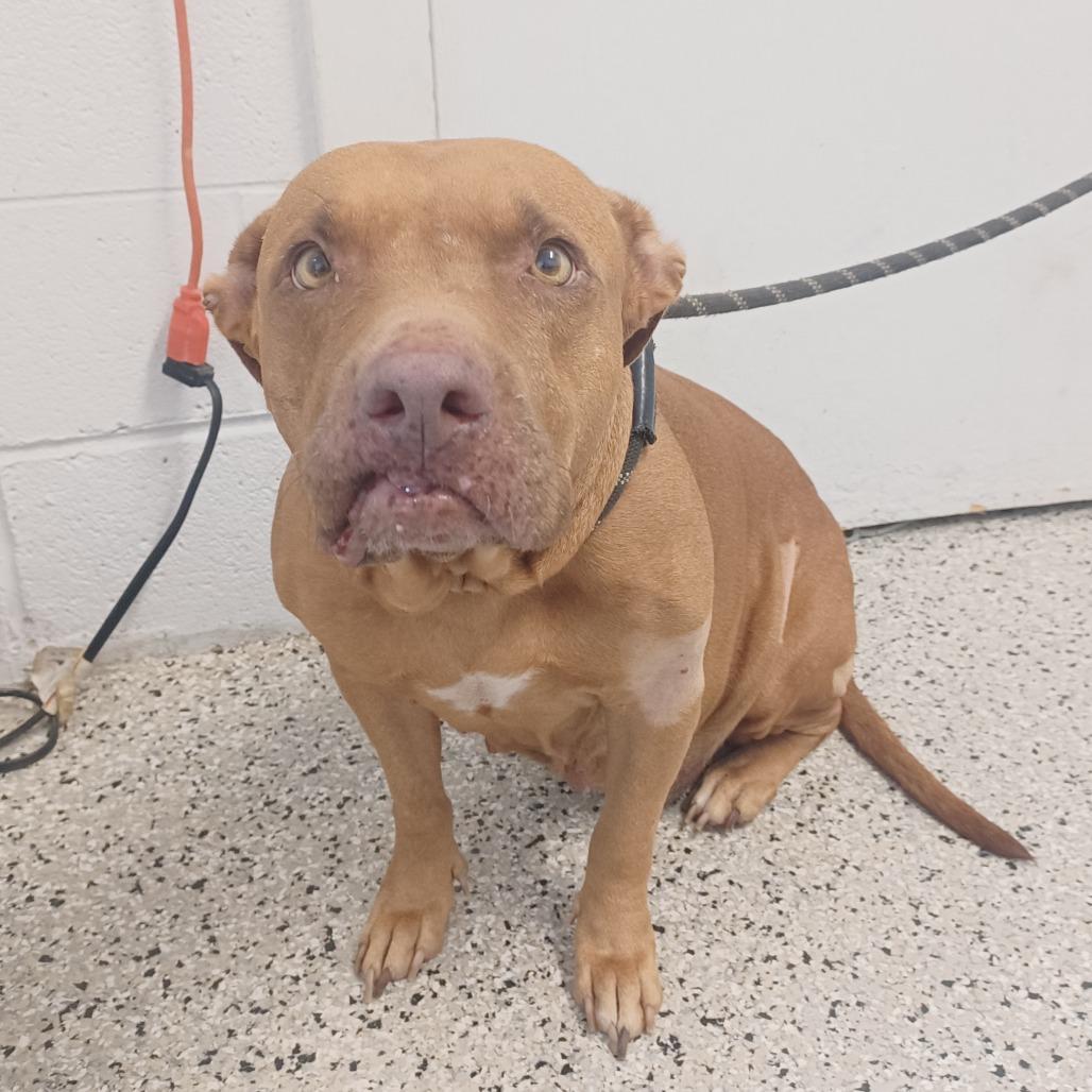 Enlarge Fancy, a Adoptable mixed breed in Hattiesburg, MS image 2/3