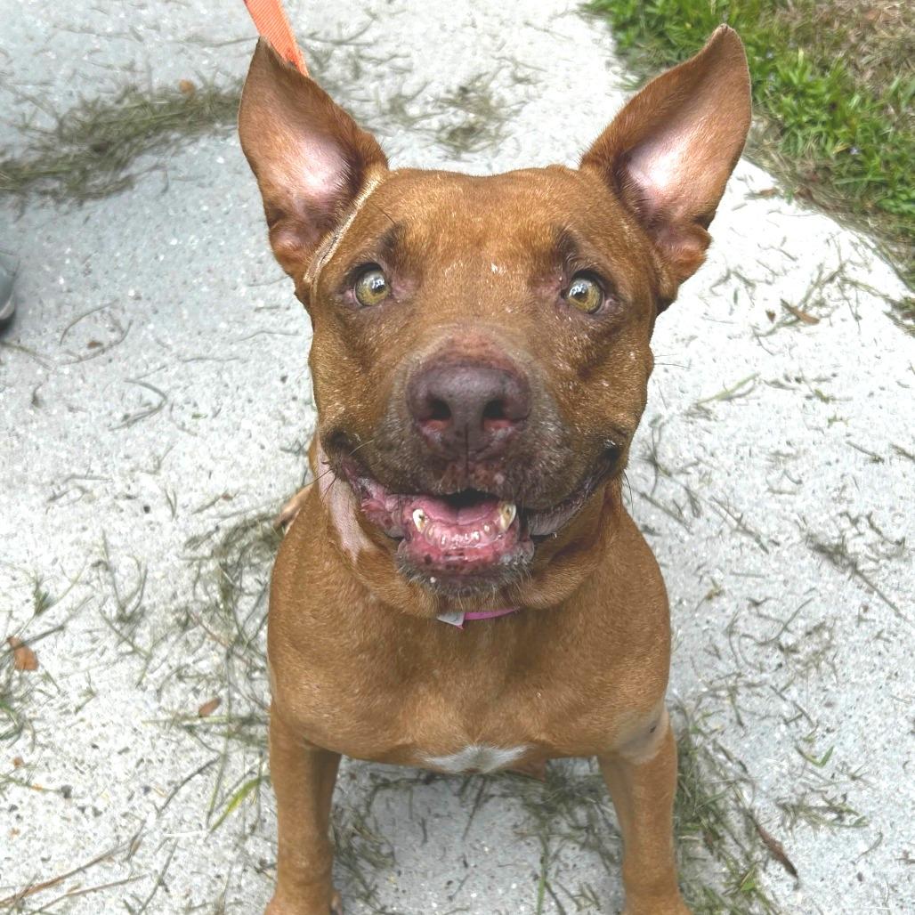Enlarge Fancy, a Adoptable mixed breed in Hattiesburg, MS image 3/3