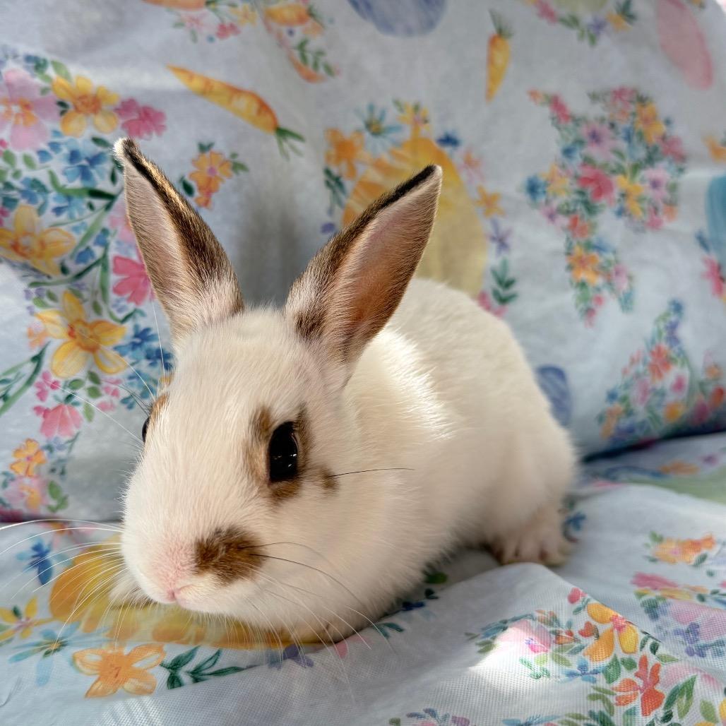 Enlarge Tie Dye, a Adoptable American in Brea, CA image 1/3