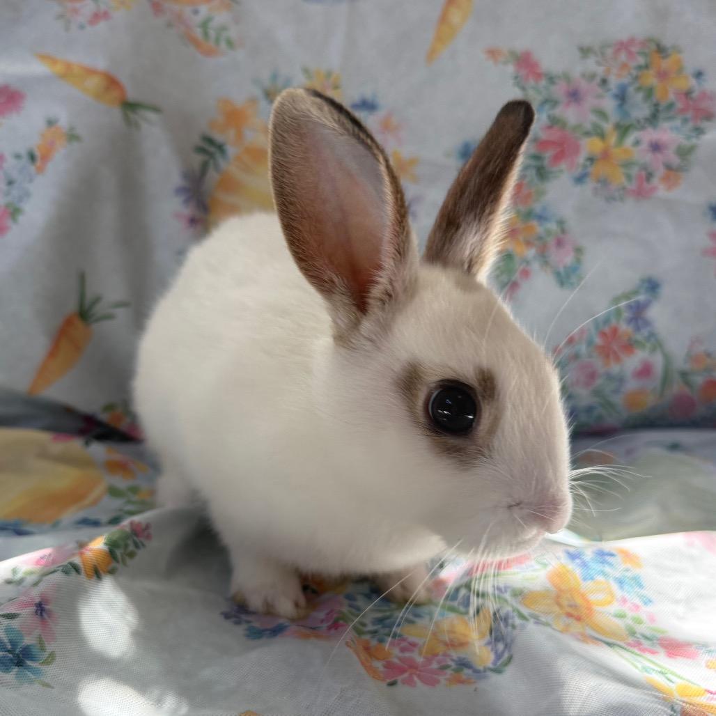 Enlarge Tie Dye, a Adoptable American in Brea, CA image 2/3