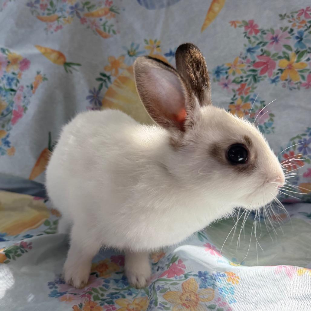 Enlarge Tie Dye, a Adoptable American in Brea, CA image 3/3