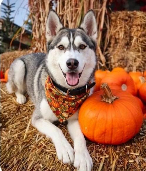 Sammie the Gentle Loving Boy, Adoptable, Young Male Siberian Husky & Alaskan Malamute.