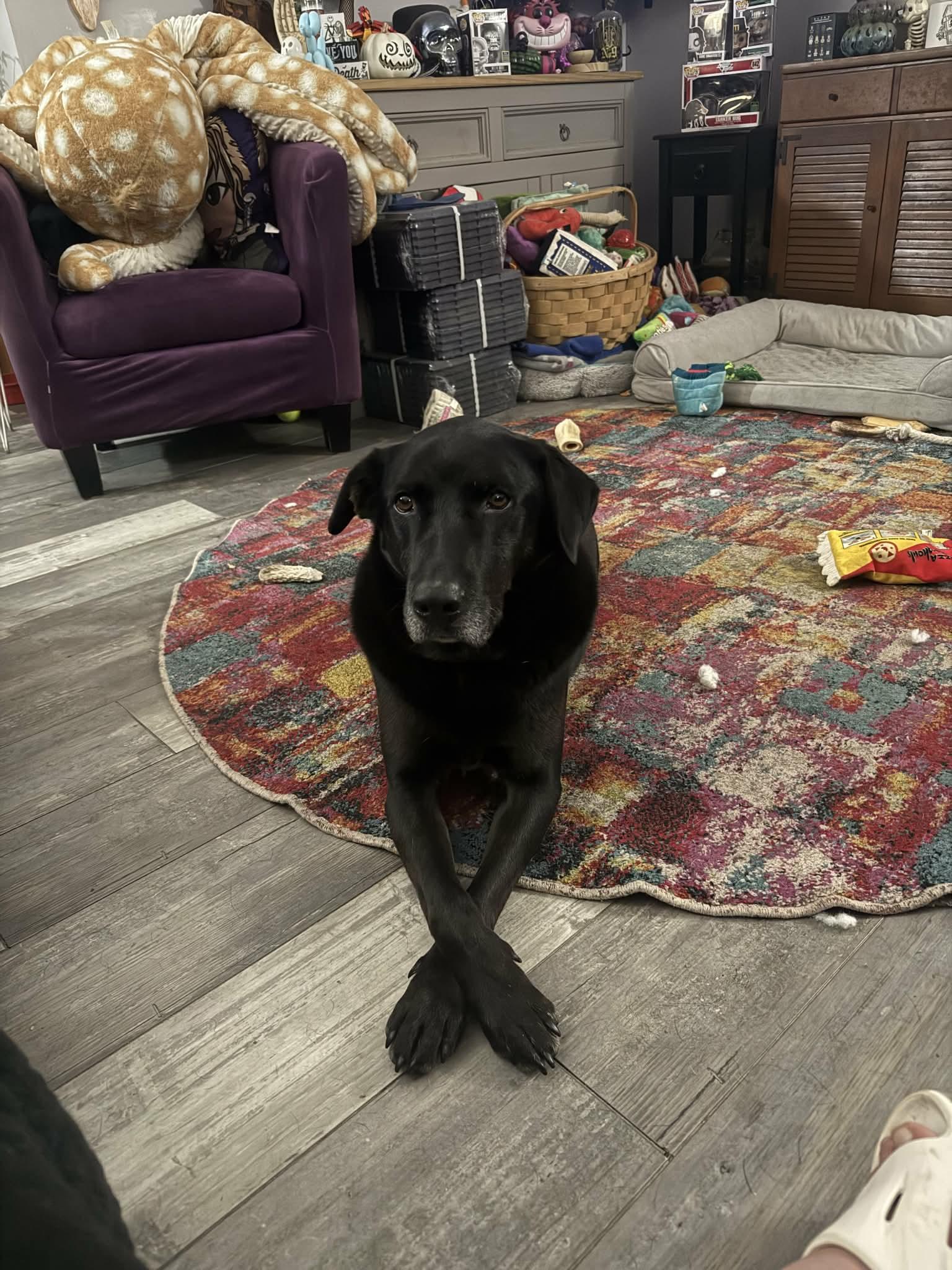 Mel, ADOPTABLE, Adult Male Black Labrador Retriever.