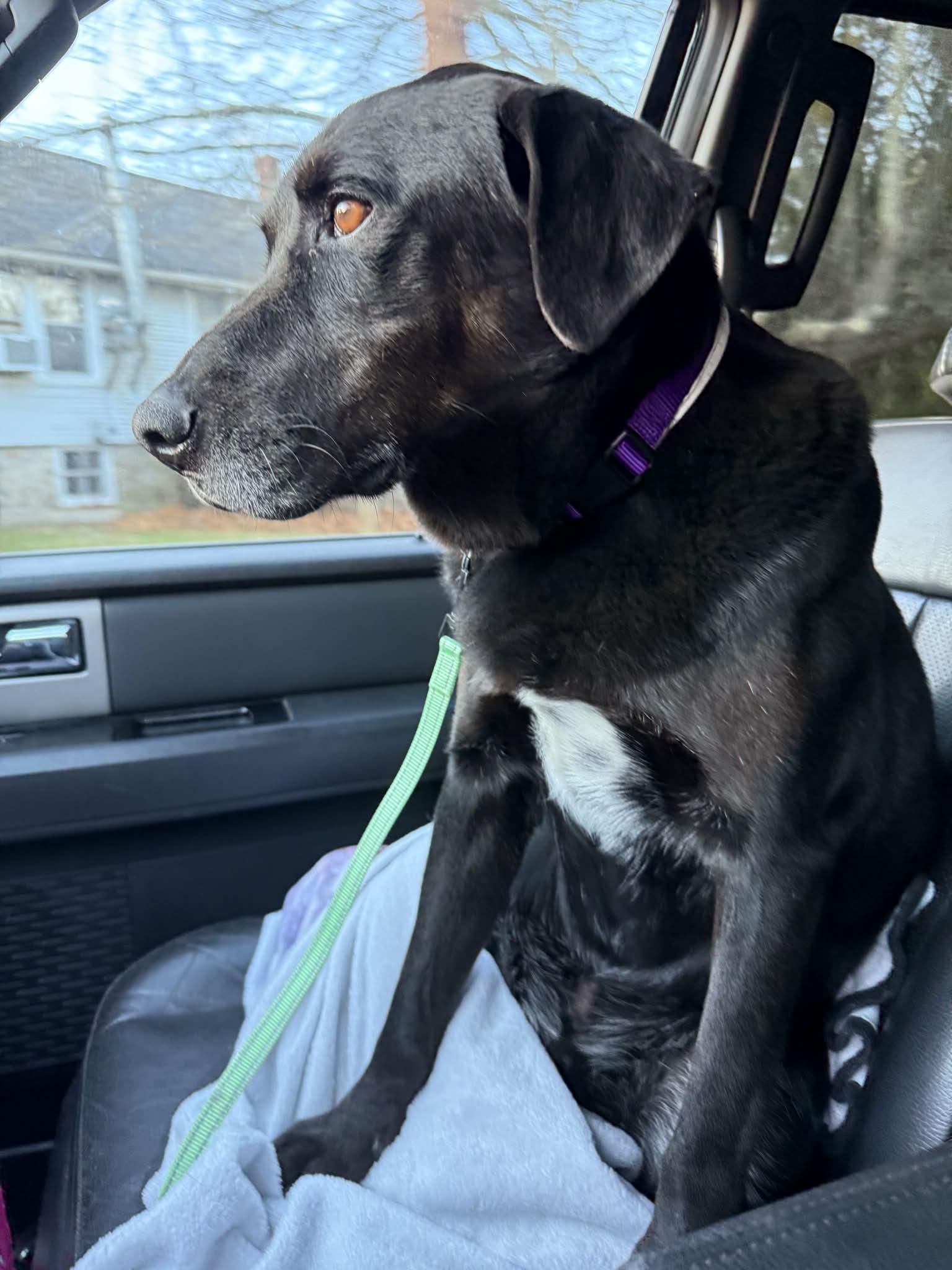 Mel, a ADOPTABLE Black Labrador Retriever in Chepachet, RI image 2/5