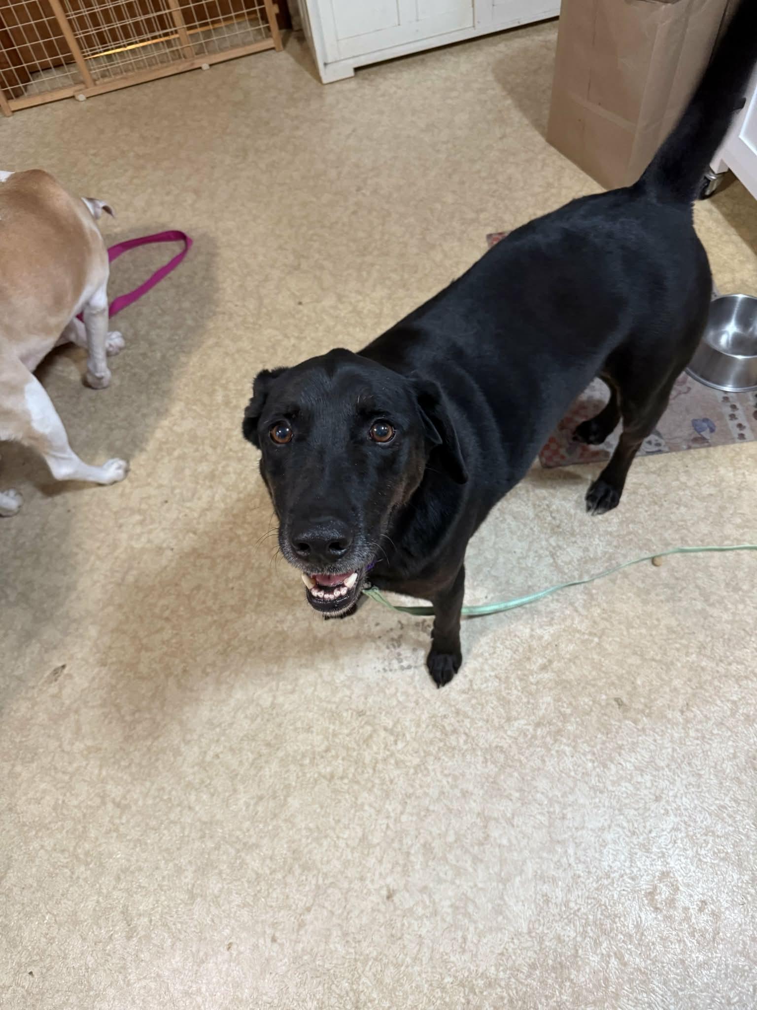 Mel, a ADOPTABLE Black Labrador Retriever in Chepachet, RI image 3/5