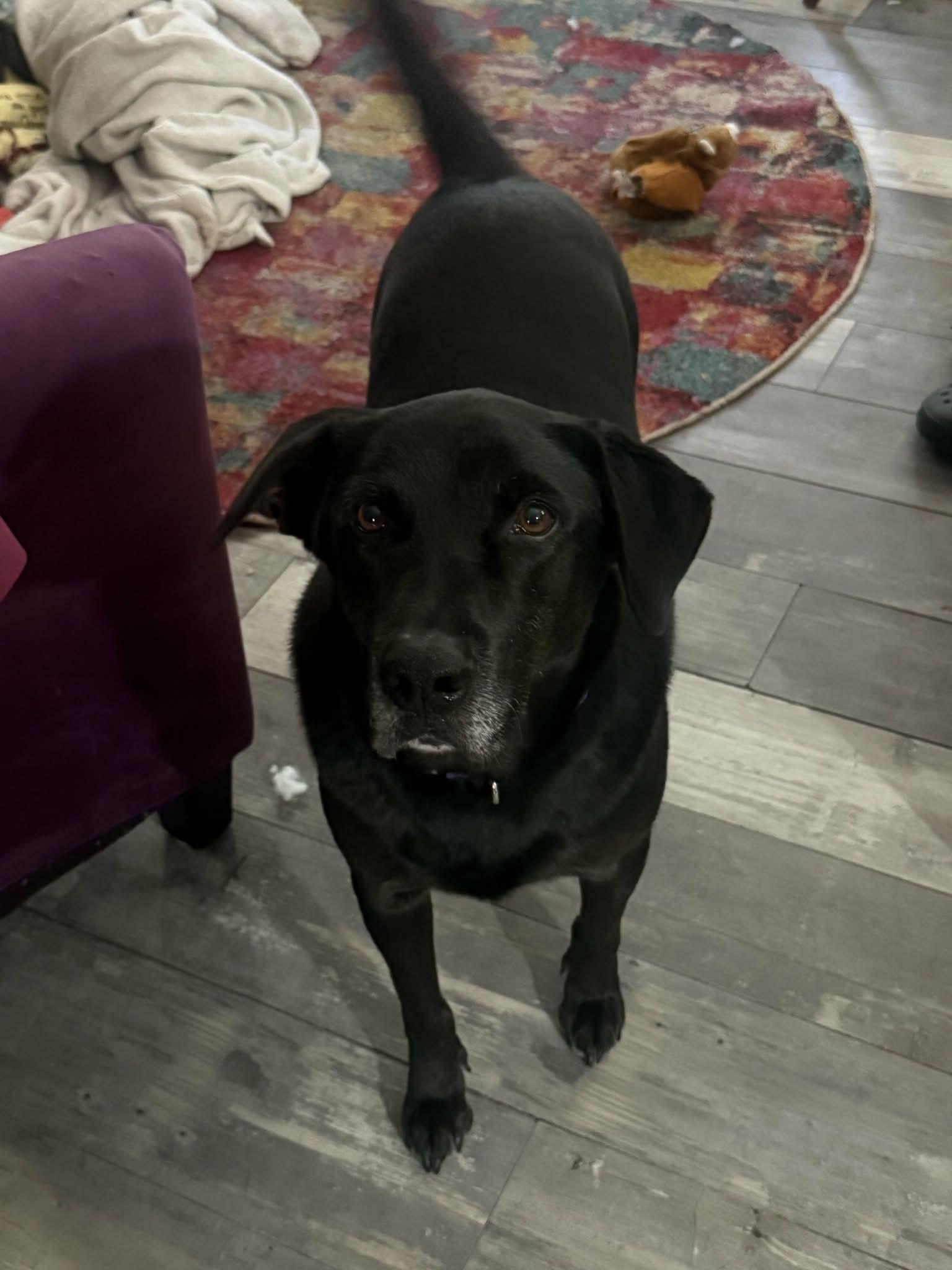 Mel, a ADOPTABLE Black Labrador Retriever in Chepachet, RI image 4/5